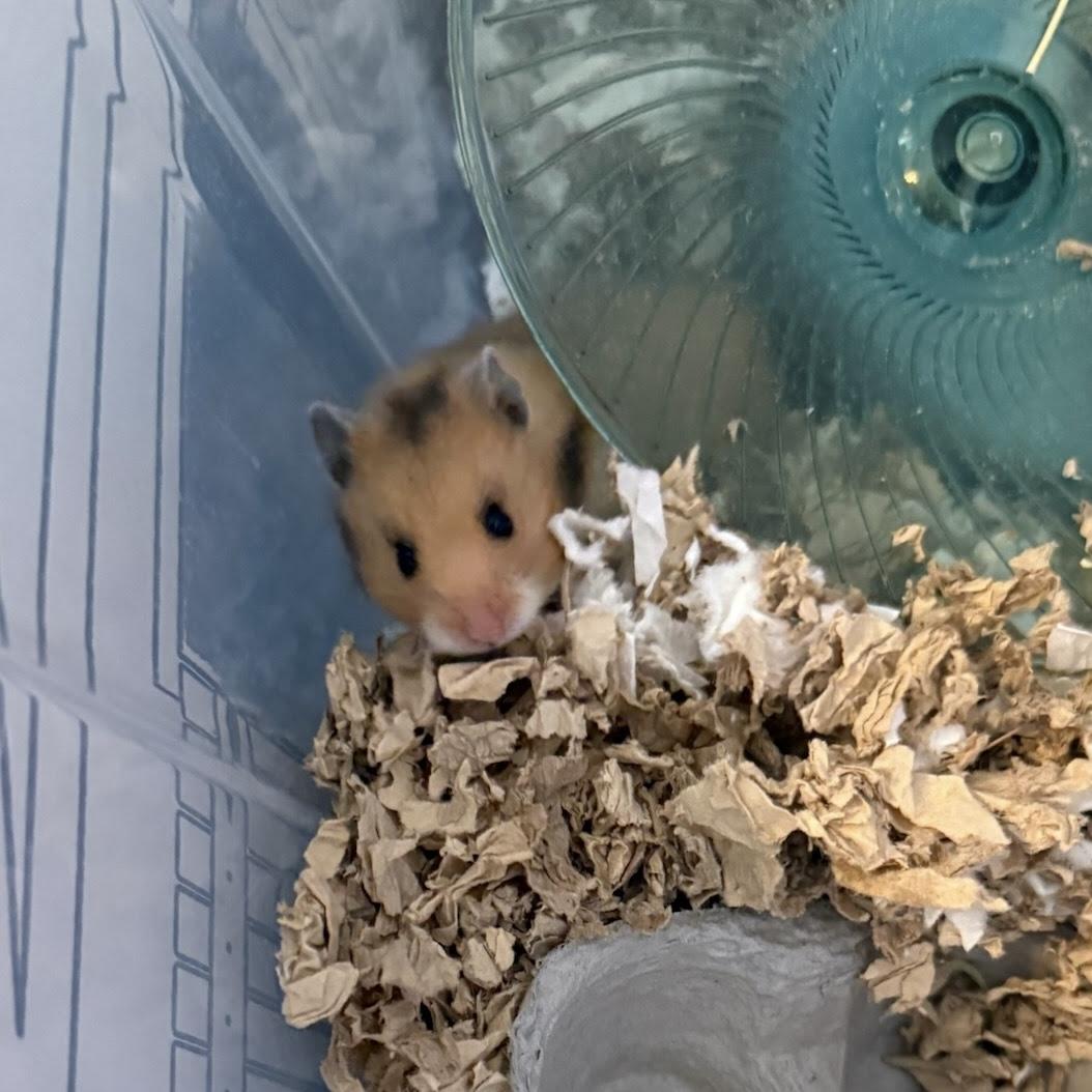 Enlarge Daisy, a Adoptable Hamster in ALBANY, NY image 1/1