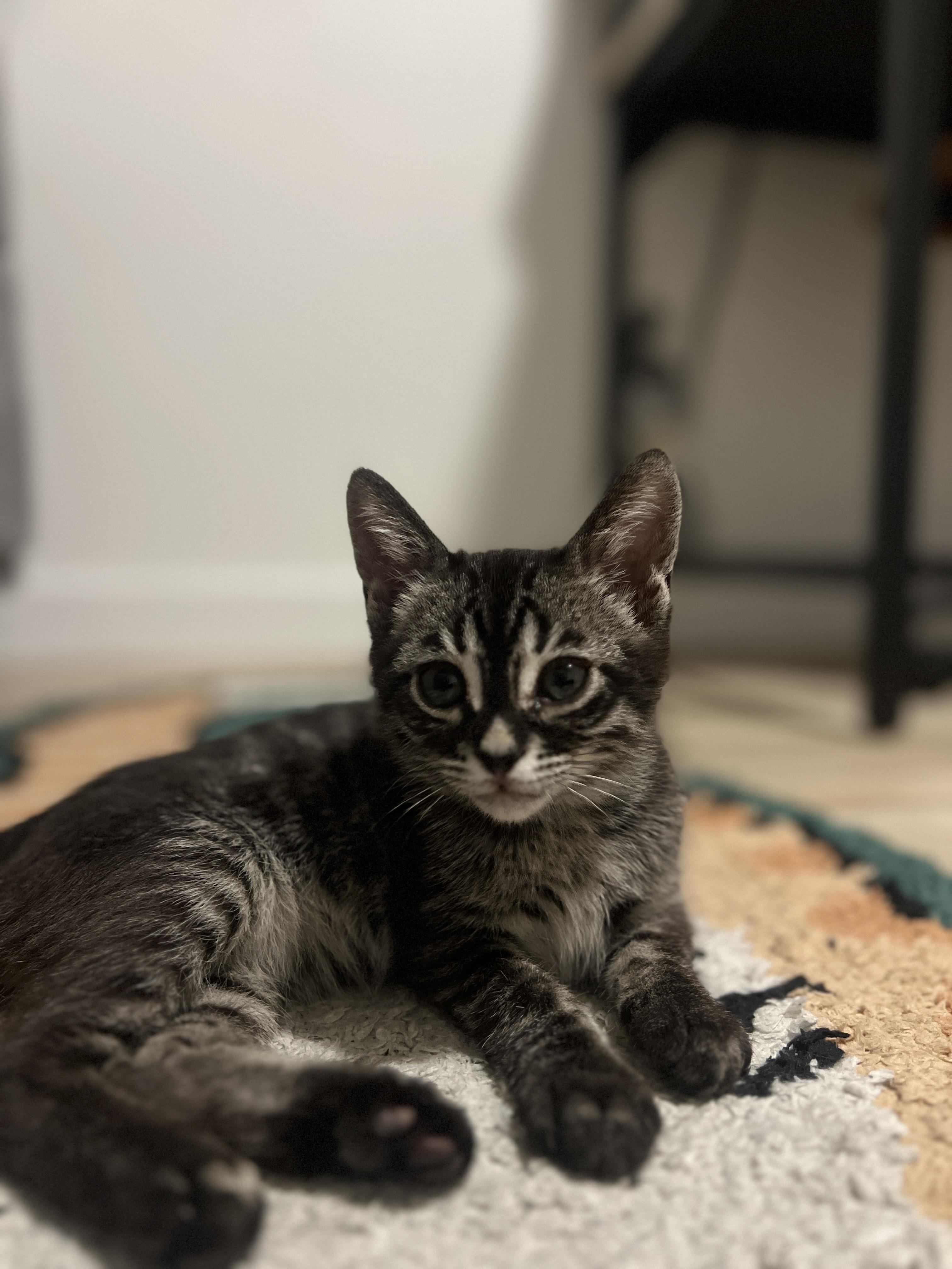 Blueberry, an adopted mixed breed in Davis, CA image 5/5