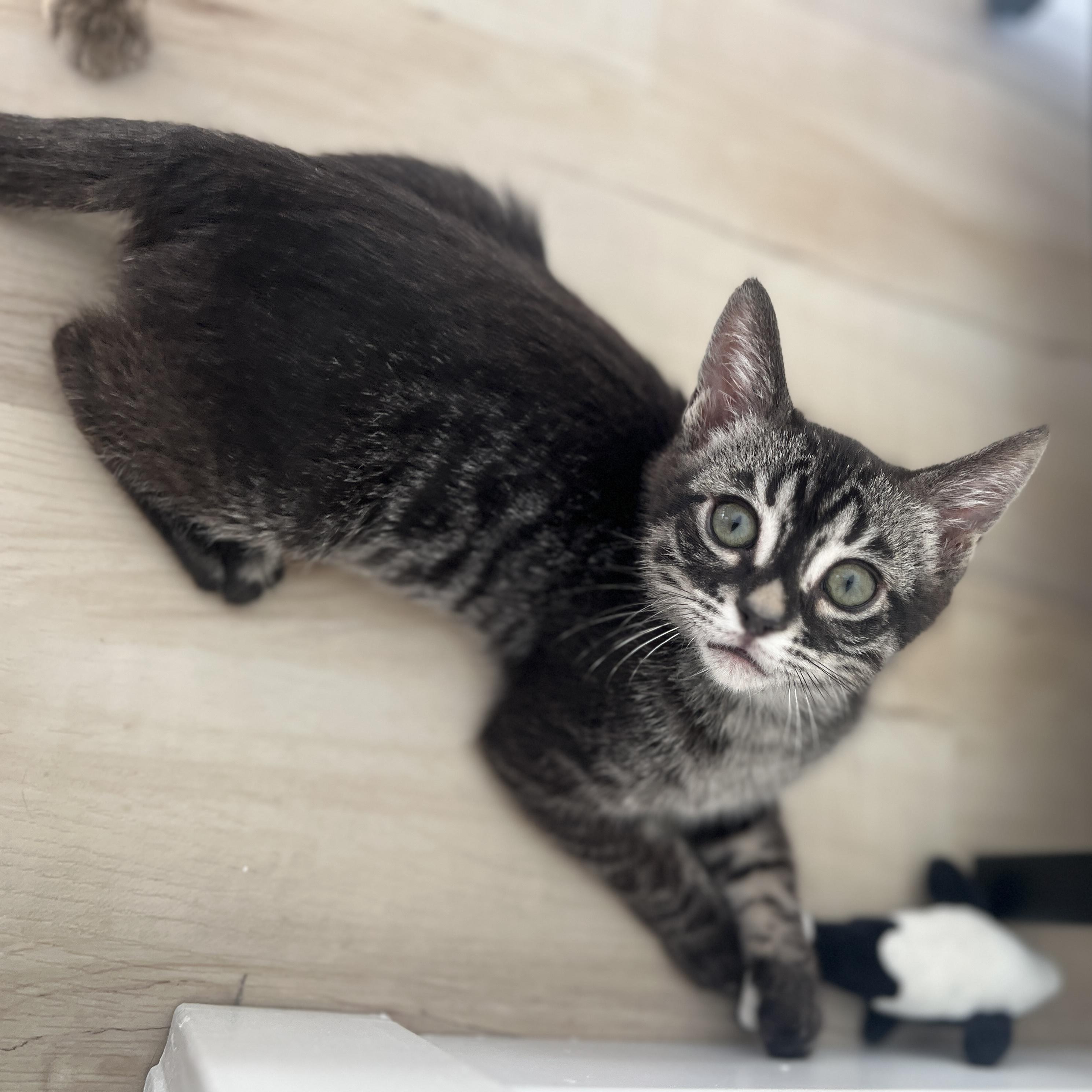 Blueberry, an adopted mixed breed in Davis, CA image 4/5