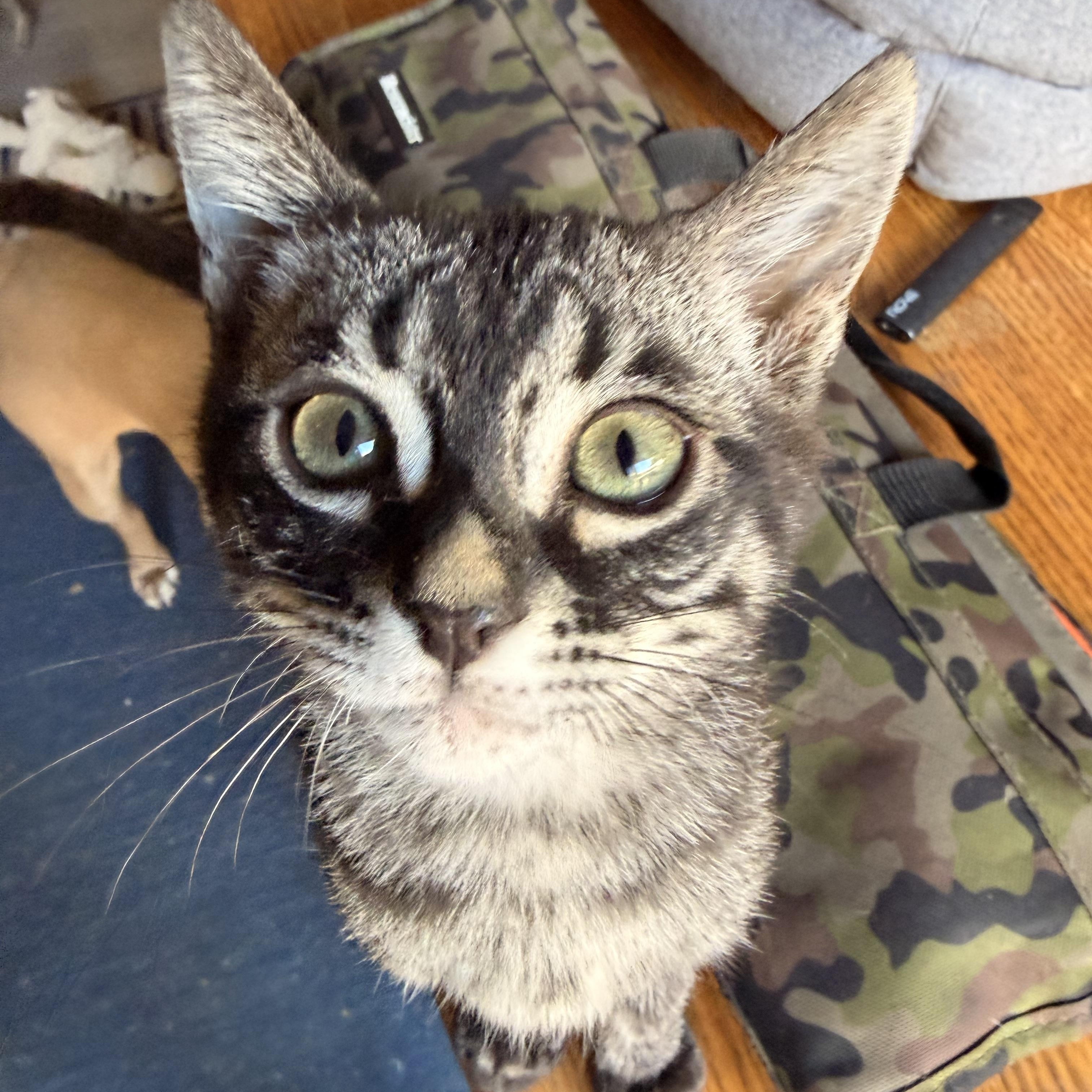 Blueberry, adopted, Kitten Male Domestic Short Hair.