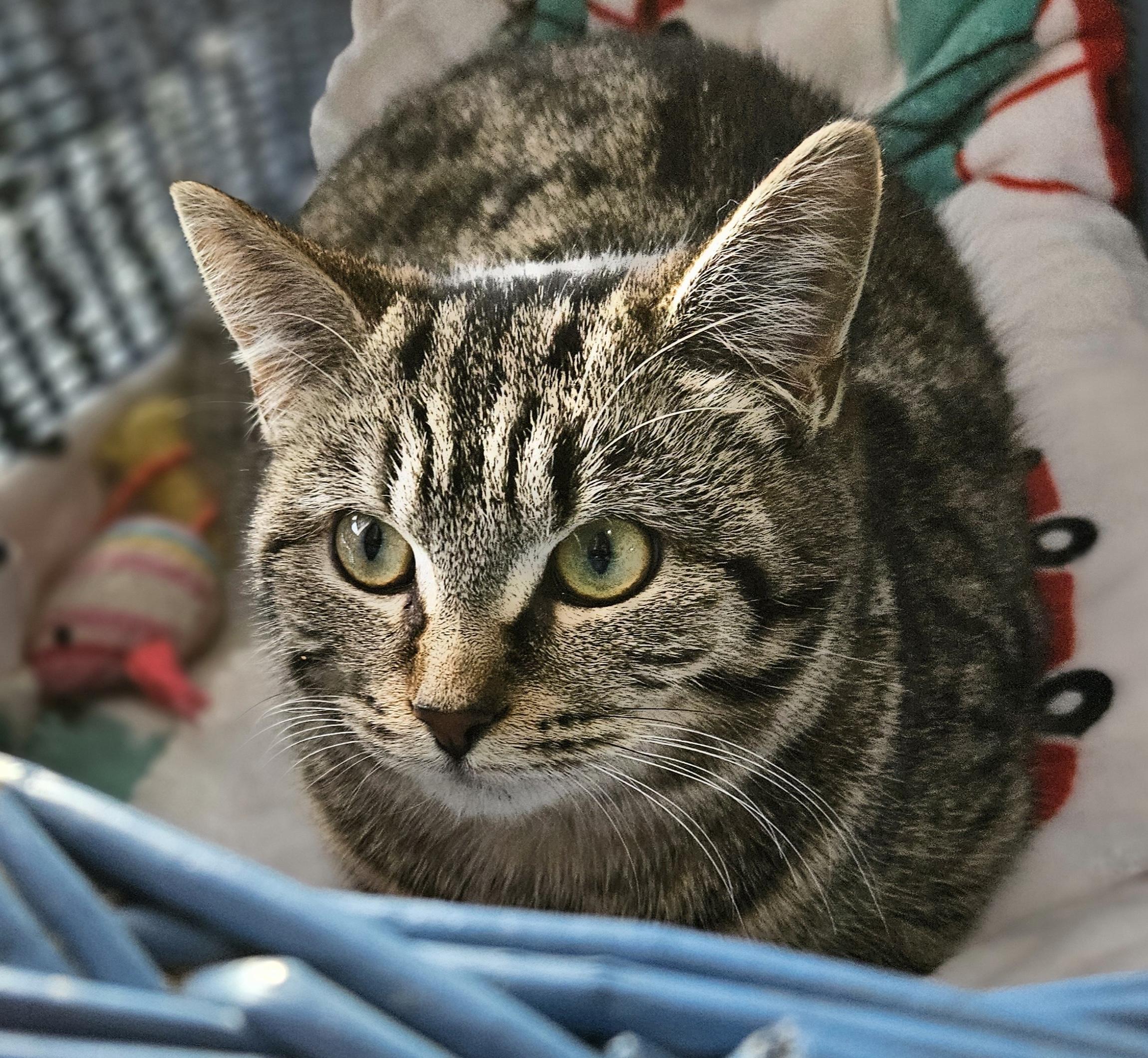 Uma, ADOPTABLE, Kitten Female Tabby.