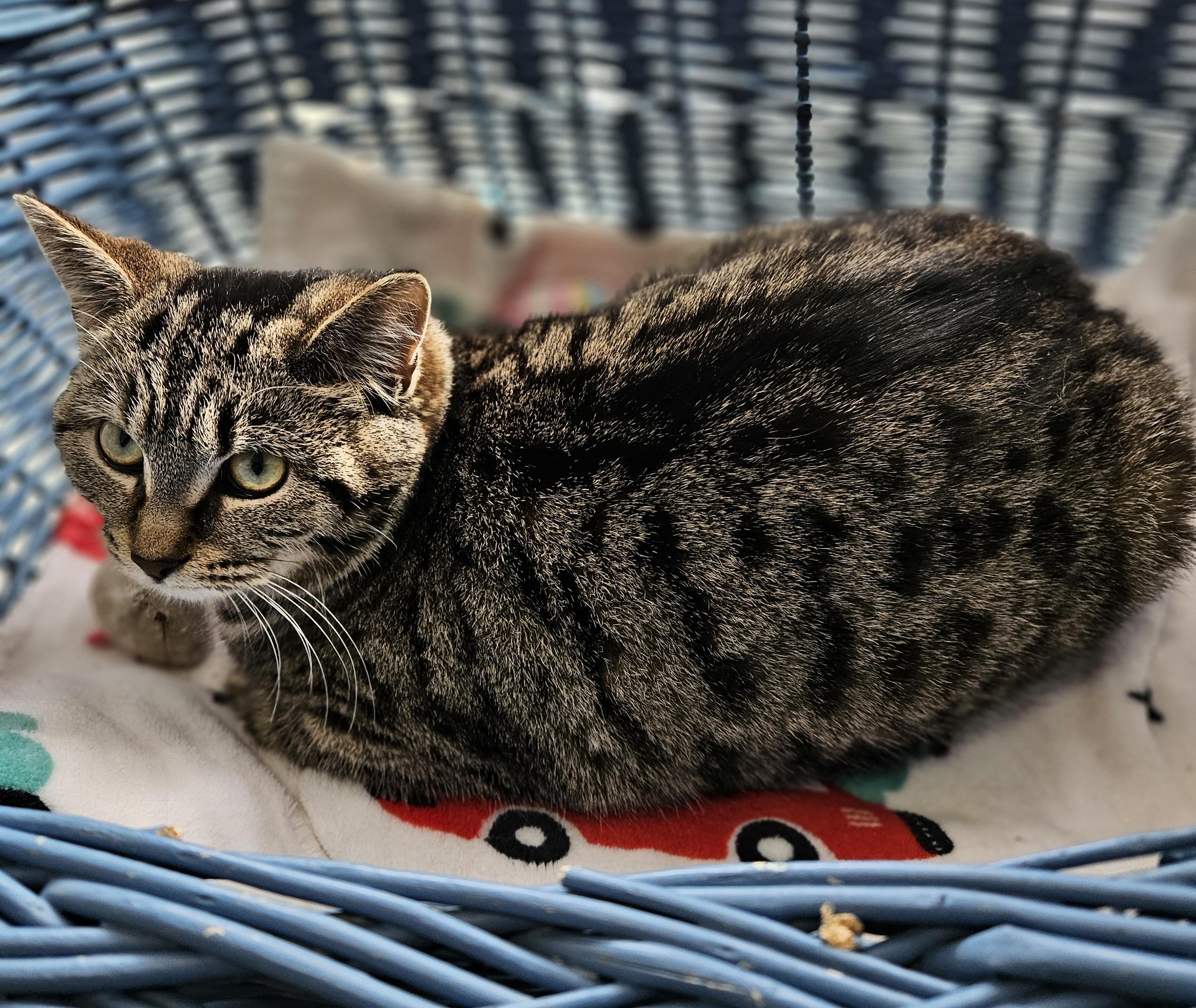 Enlarge Uma, a ADOPTABLE Tabby in Stanstead, QC image 3/3