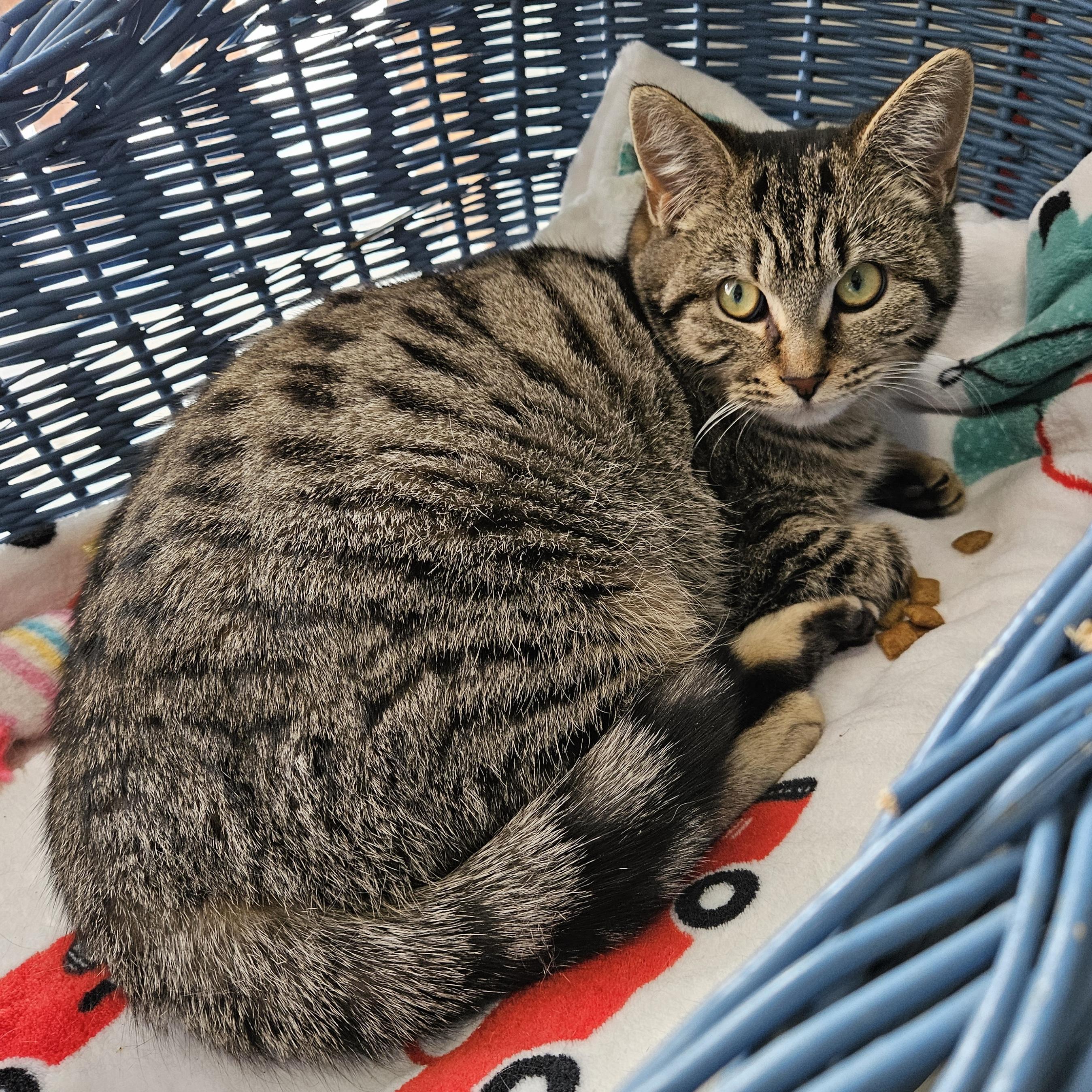 Enlarge Uma, a ADOPTABLE Tabby in Stanstead, QC image 2/3