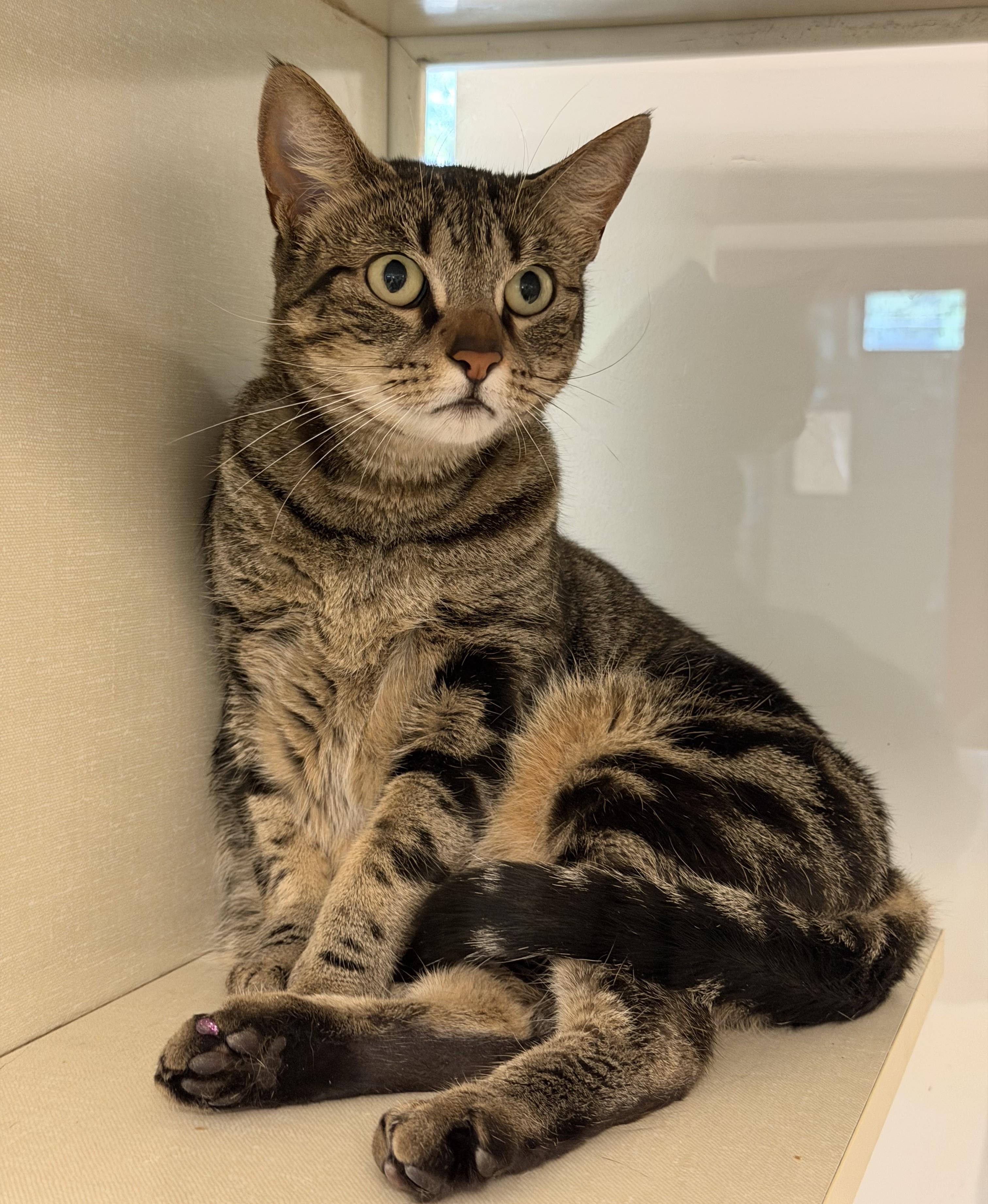 Enlarge Elvira, a Adoptable mixed breed in Slidell, LA image 2/2