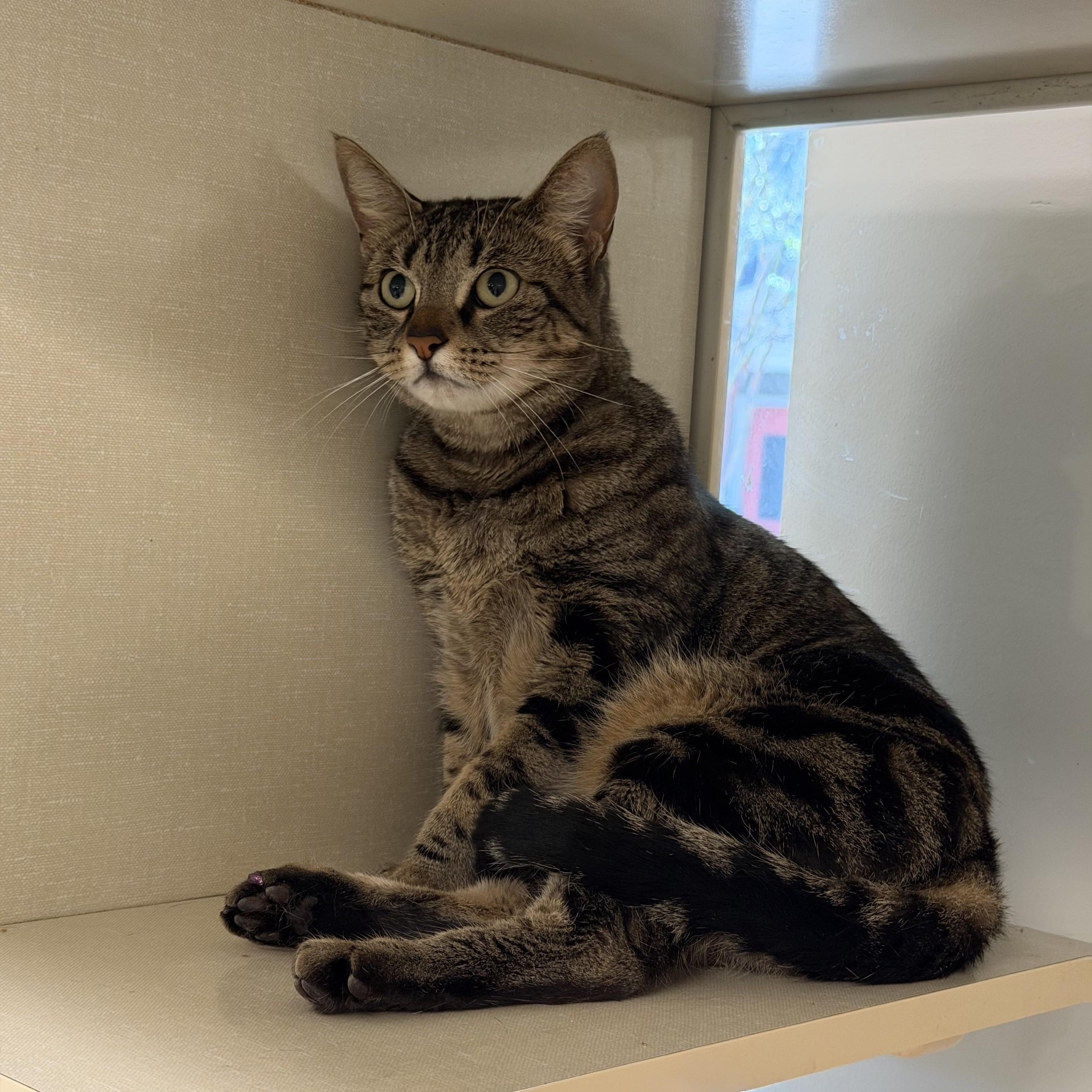 Elvira, Adoptable, Adult Female Domestic Short Hair.