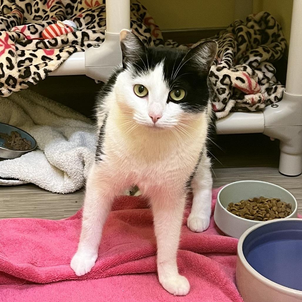 Asada, Adoptable, Adult Female Domestic Short Hair.