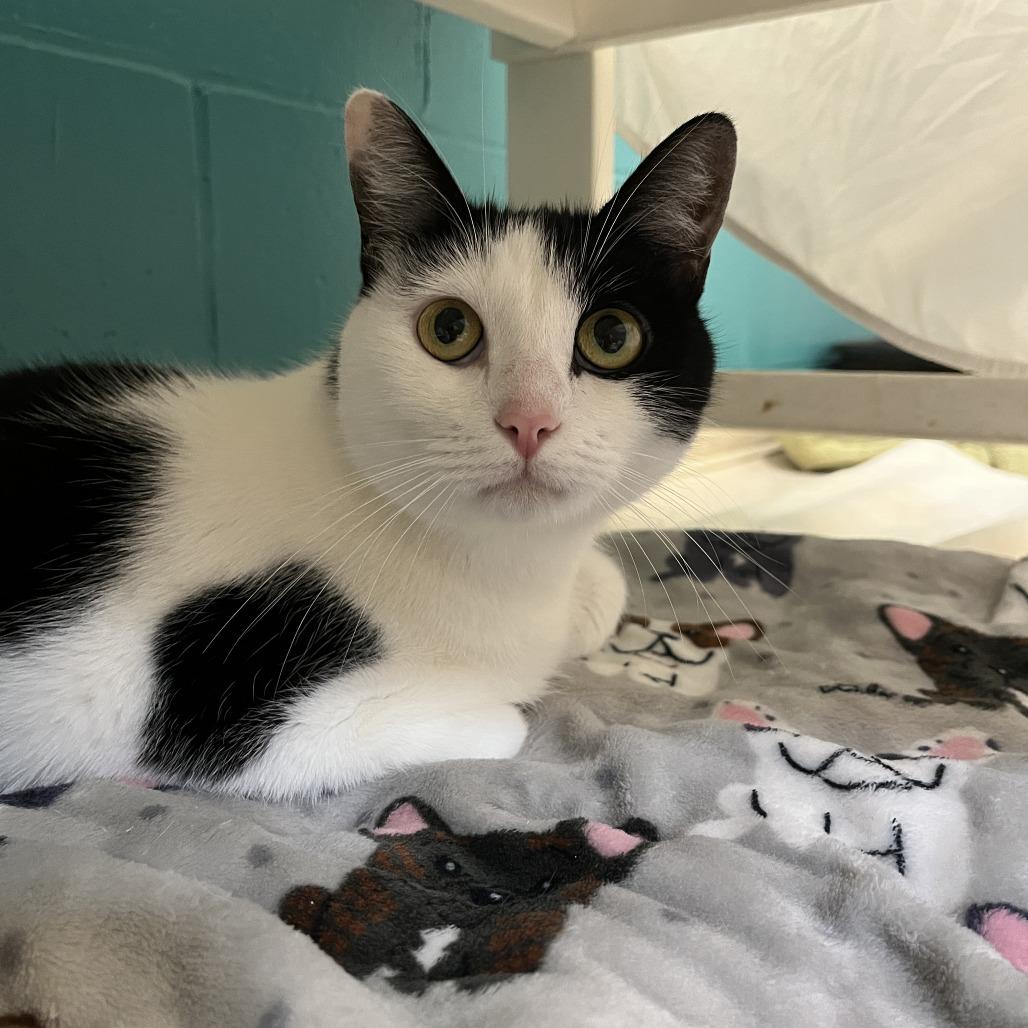 Enlarge Asada, a Adoptable Domestic Short Hair in Bedford, NH image 2/2