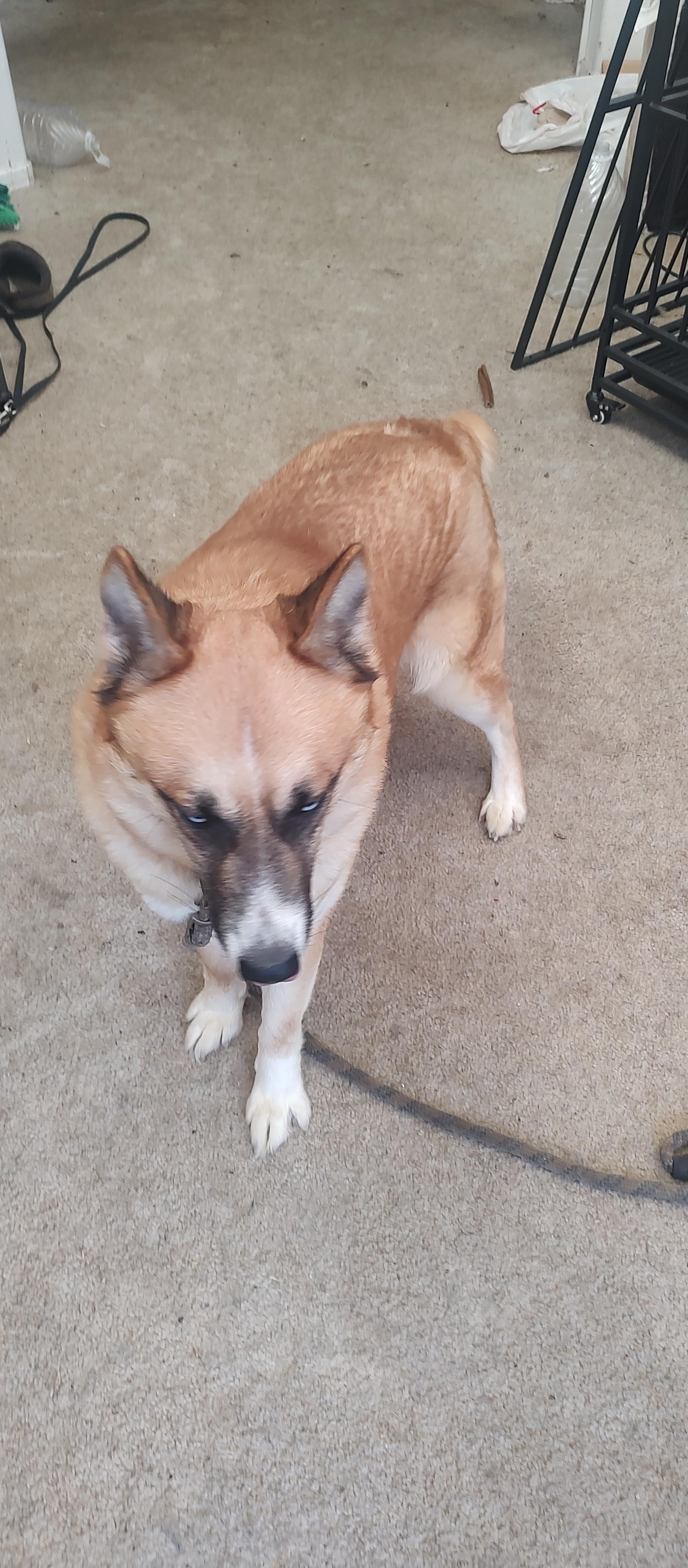 Enlarge Koda, a Adoptable mixed breed in Tracy, CA image 1/6