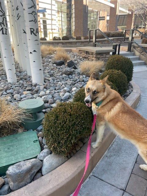 Enlarge Koda, a Adoptable mixed breed in Tracy, CA image 2/6