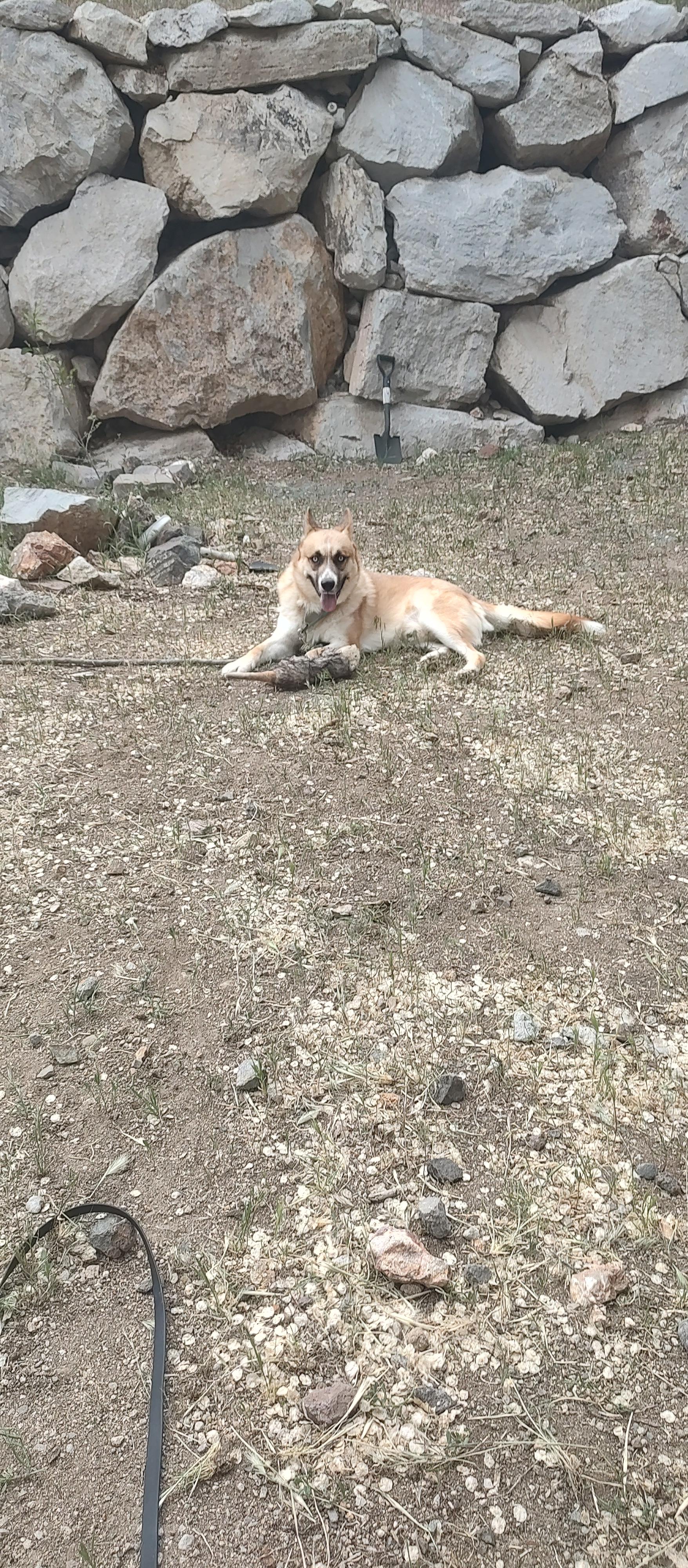 Enlarge Koda, a Adoptable mixed breed in Tracy, CA image 3/6