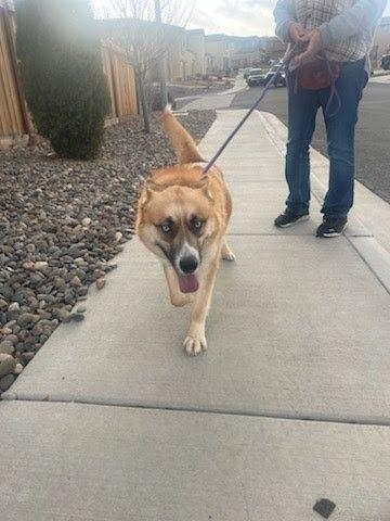 Enlarge Koda, a Adoptable mixed breed in Tracy, CA image 4/6