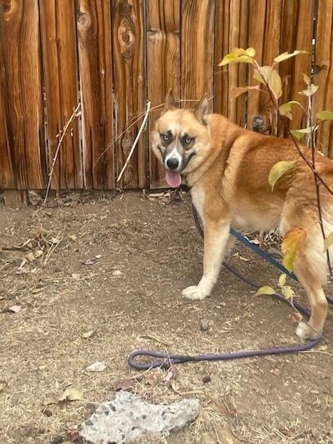 Enlarge Koda, a Adoptable mixed breed in Tracy, CA image 5/6