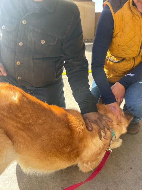 Enlarge Koda, a Adoptable mixed breed in Tracy, CA image 6/6