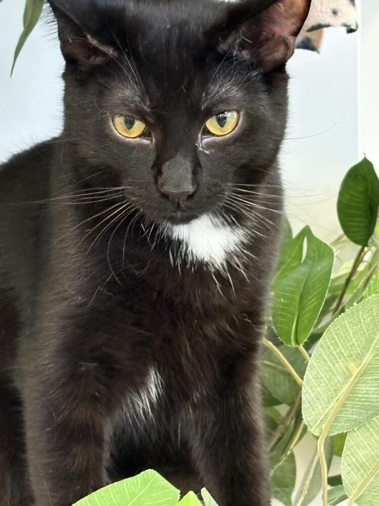 Kilo, Adoptable, Adult Male Domestic Short Hair.