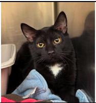 Kilo, a Adoptable mixed breed in Plymouth, MN image 2/5