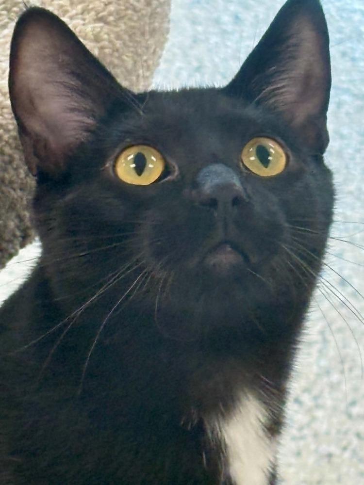 Kilo, a Adoptable mixed breed in Plymouth, MN image 3/5