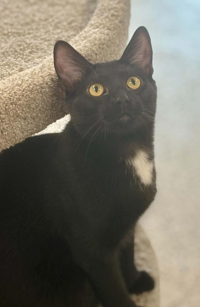Kilo, a Adoptable mixed breed in Plymouth, MN image 4/5