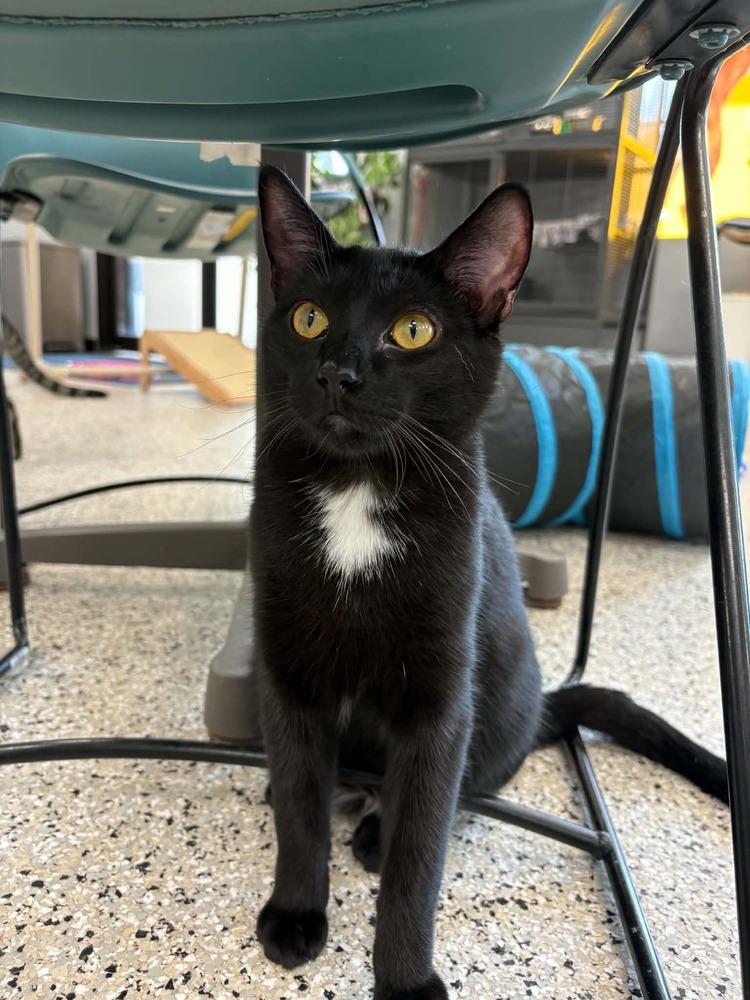 Kilo, a Adoptable mixed breed in Plymouth, MN image 5/5