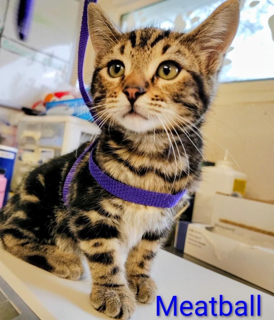 Meatball, Adoptable, Kitten Male Domestic Short Hair.