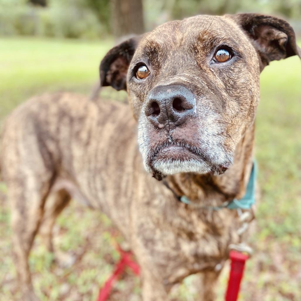 Enlarge Leeroy, a Adoptable Mixed Breed in Sarasota, FL image 1/6