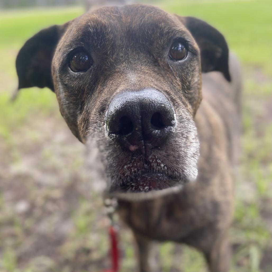 Enlarge Leeroy, a Adoptable Mixed Breed in Sarasota, FL image 2/6