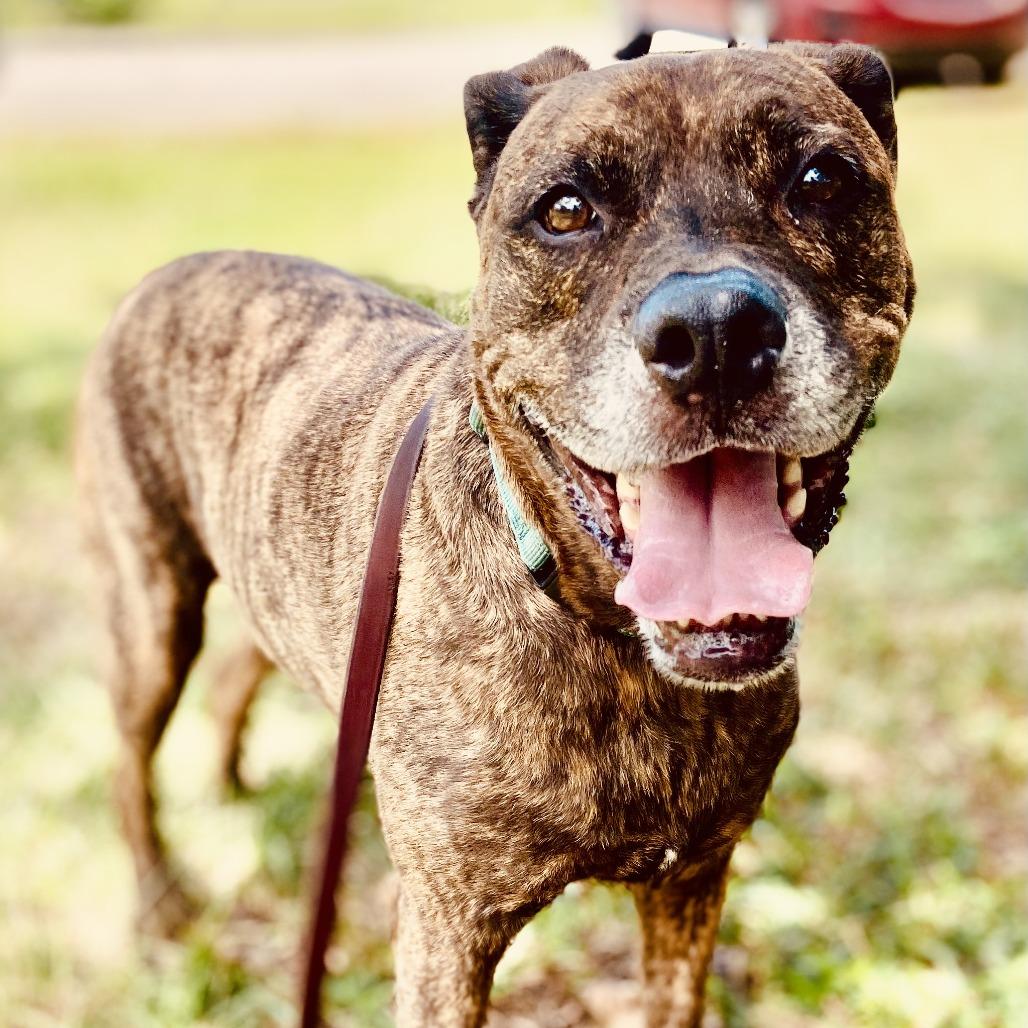 Enlarge Leeroy, a Adoptable Mixed Breed in Sarasota, FL image 3/6