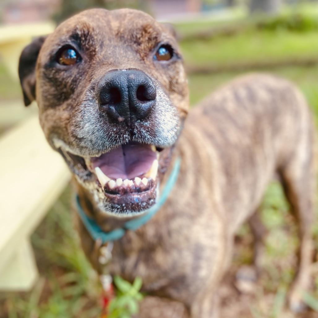 Enlarge Leeroy, a Adoptable Mixed Breed in Sarasota, FL image 4/6