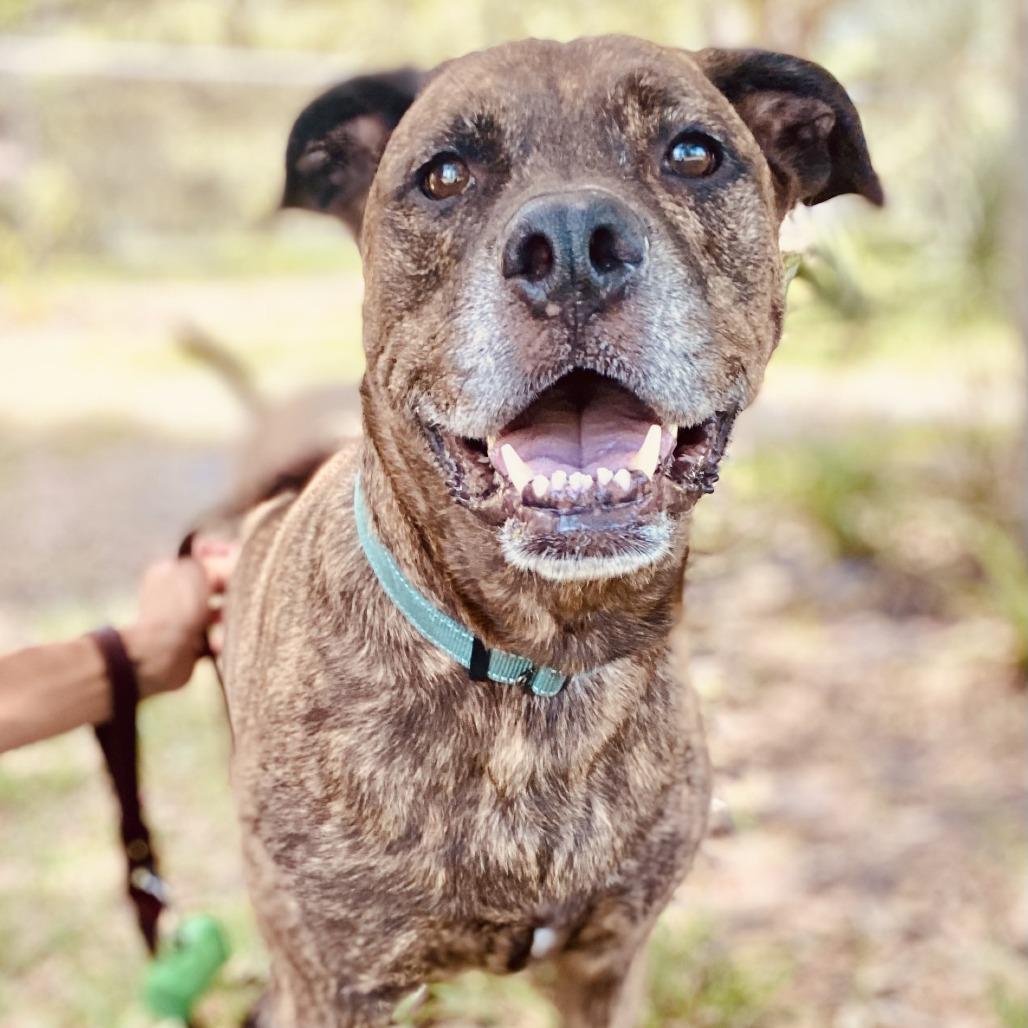 Enlarge Leeroy, a Adoptable Mixed Breed in Sarasota, FL image 5/6