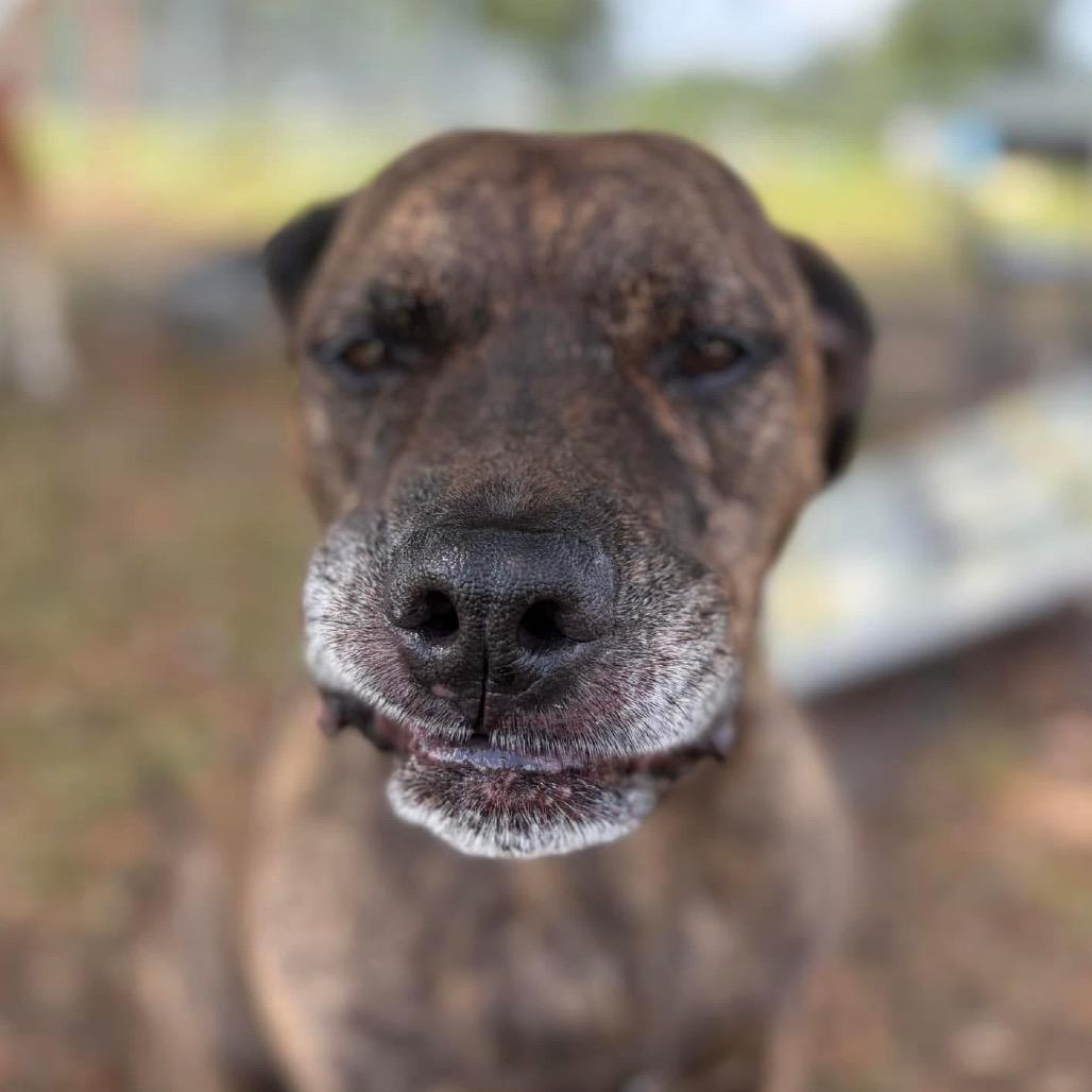 Enlarge Leeroy, a Adoptable Mixed Breed in Sarasota, FL image 6/6