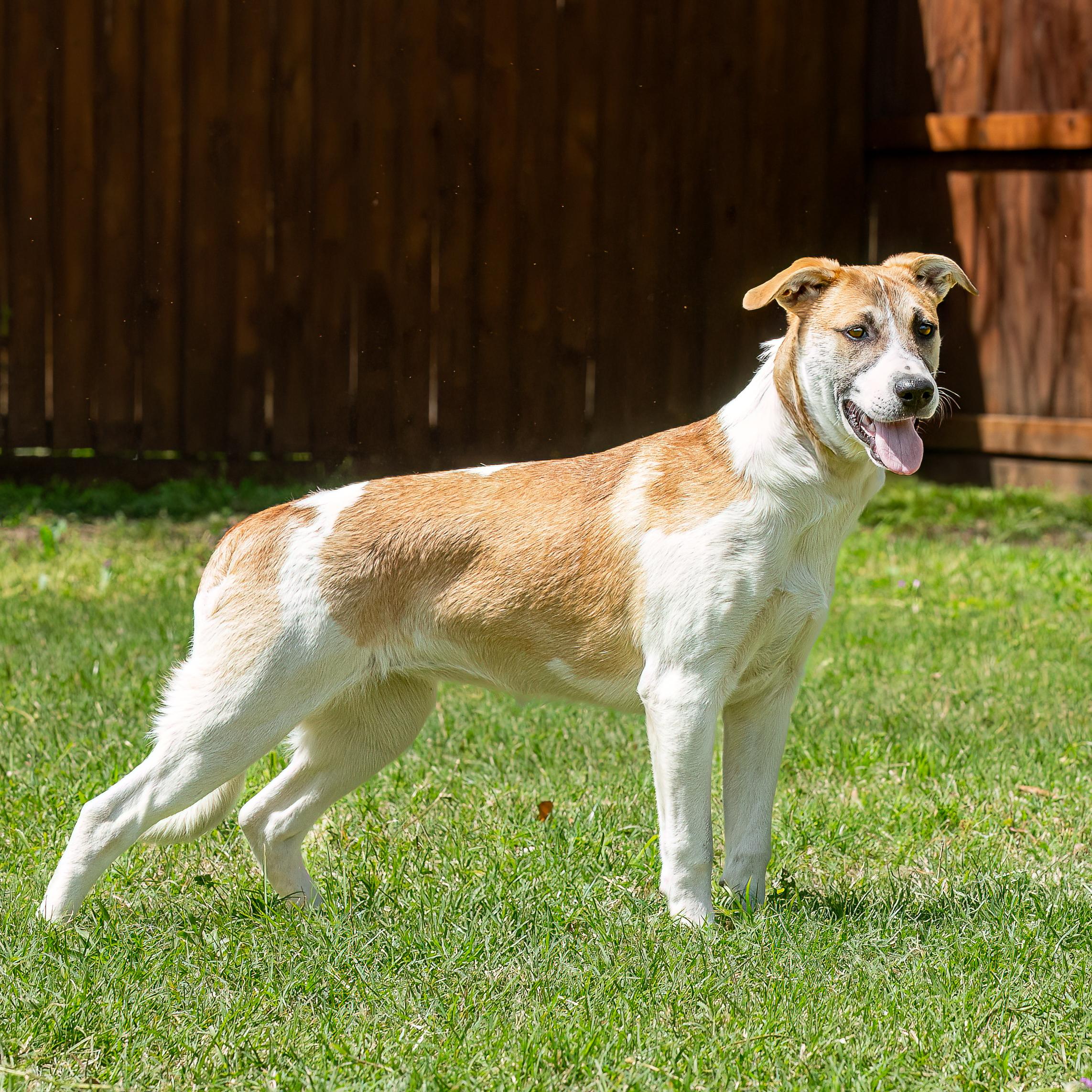 Enlarge Bingo, a Adoptable mixed breed in Seattle, WA image 4/6