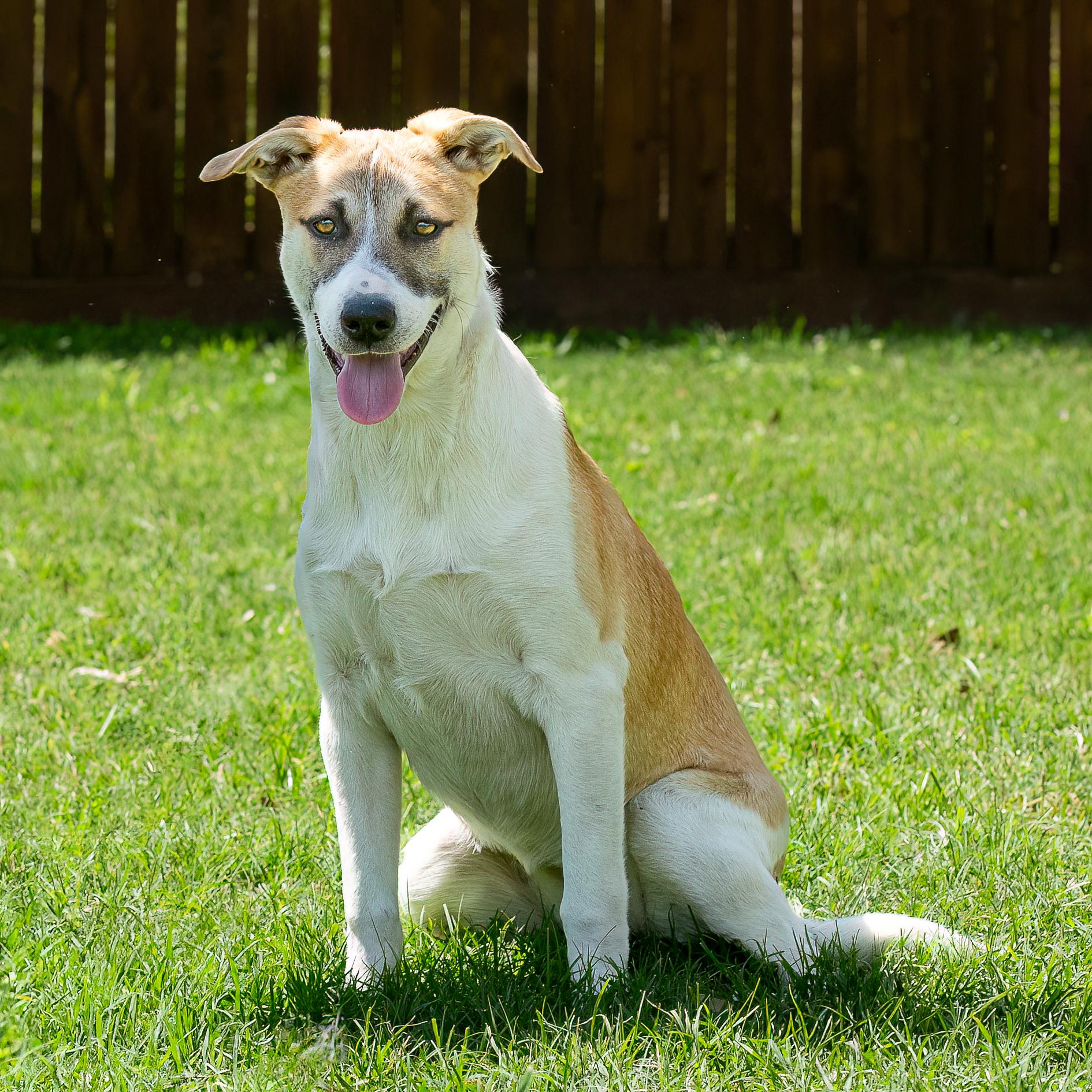 Enlarge Bingo, a Adoptable mixed breed in Seattle, WA image 3/6