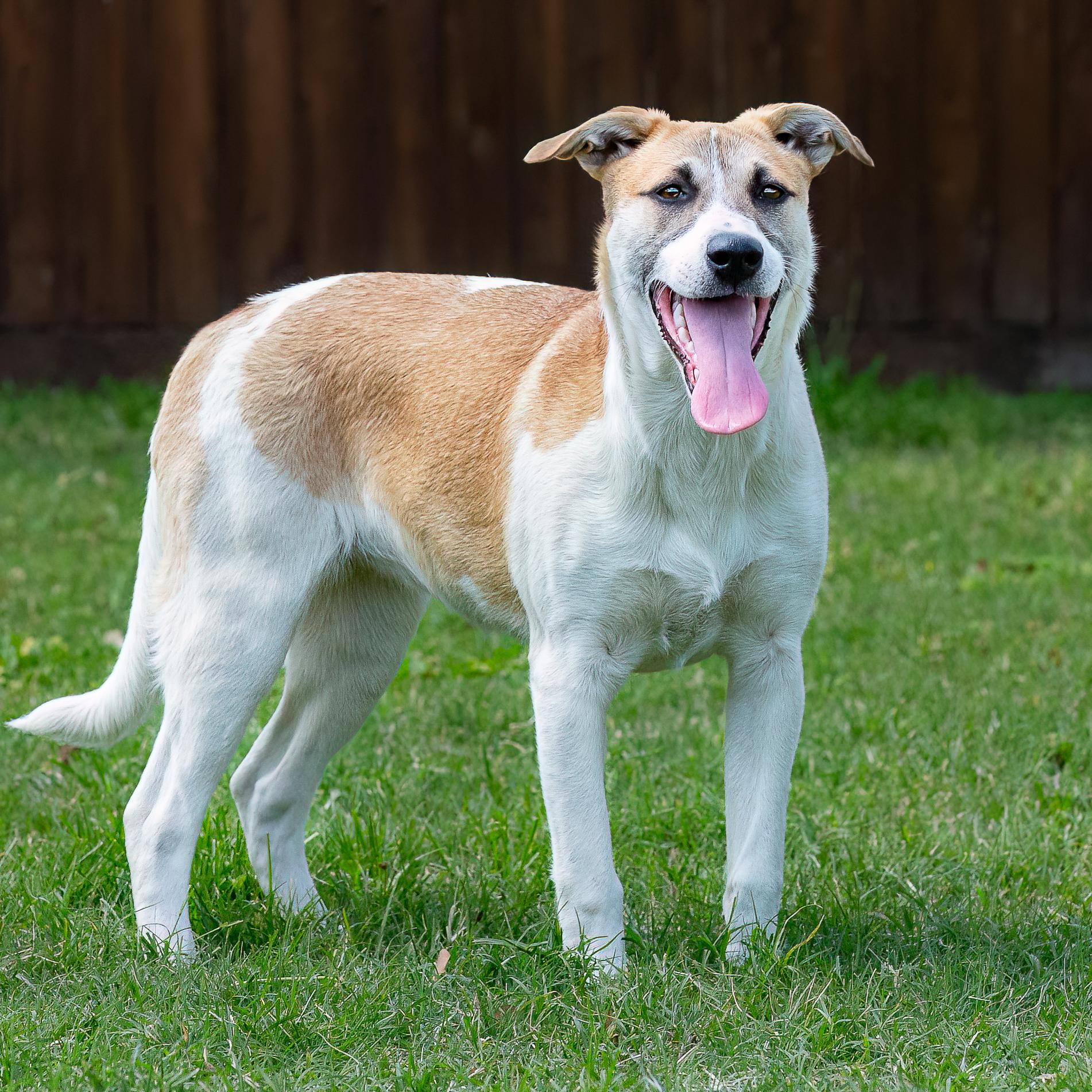 Enlarge Bingo, a Adoptable mixed breed in Seattle, WA image 2/6