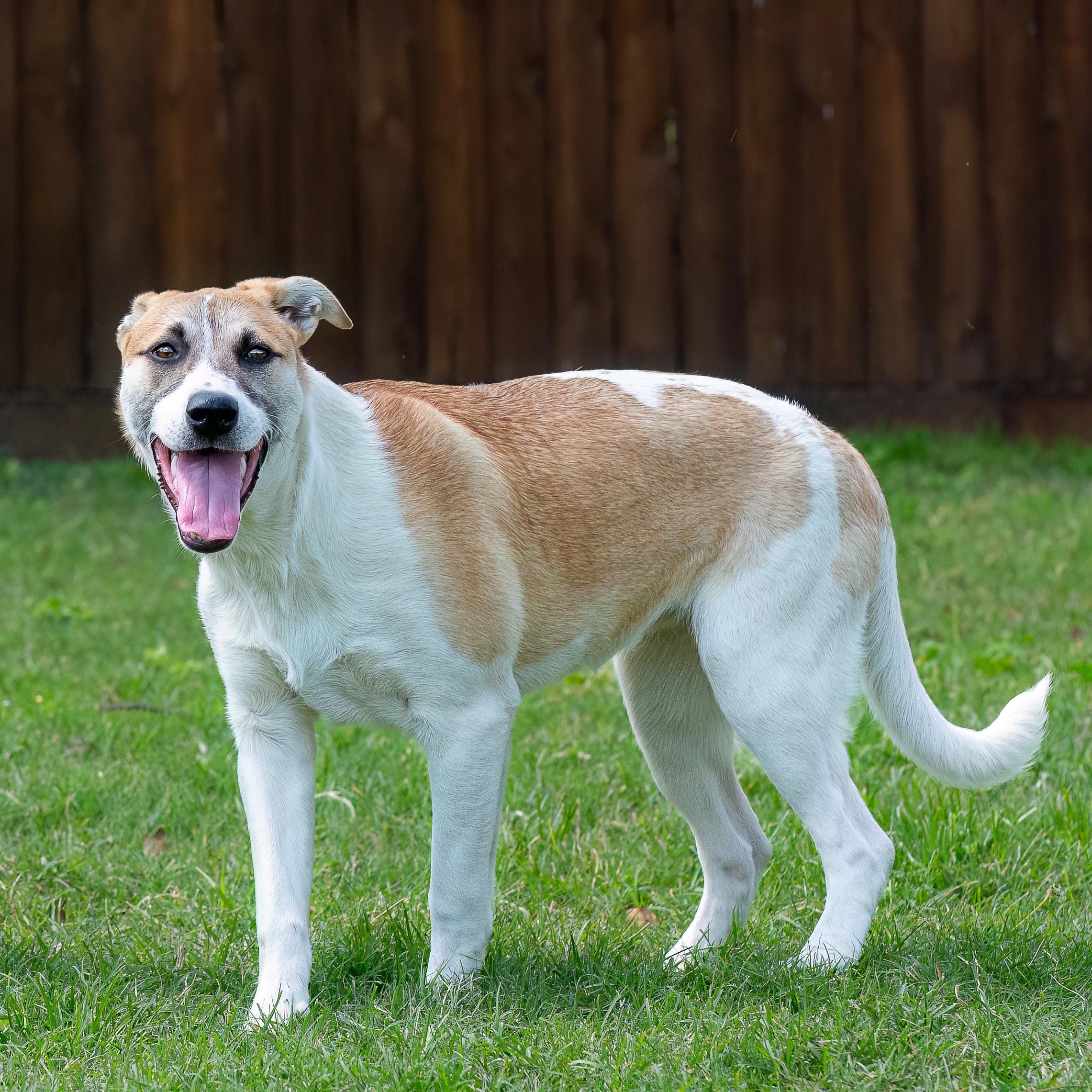 Enlarge Bingo, a Adoptable mixed breed in Seattle, WA image 5/6