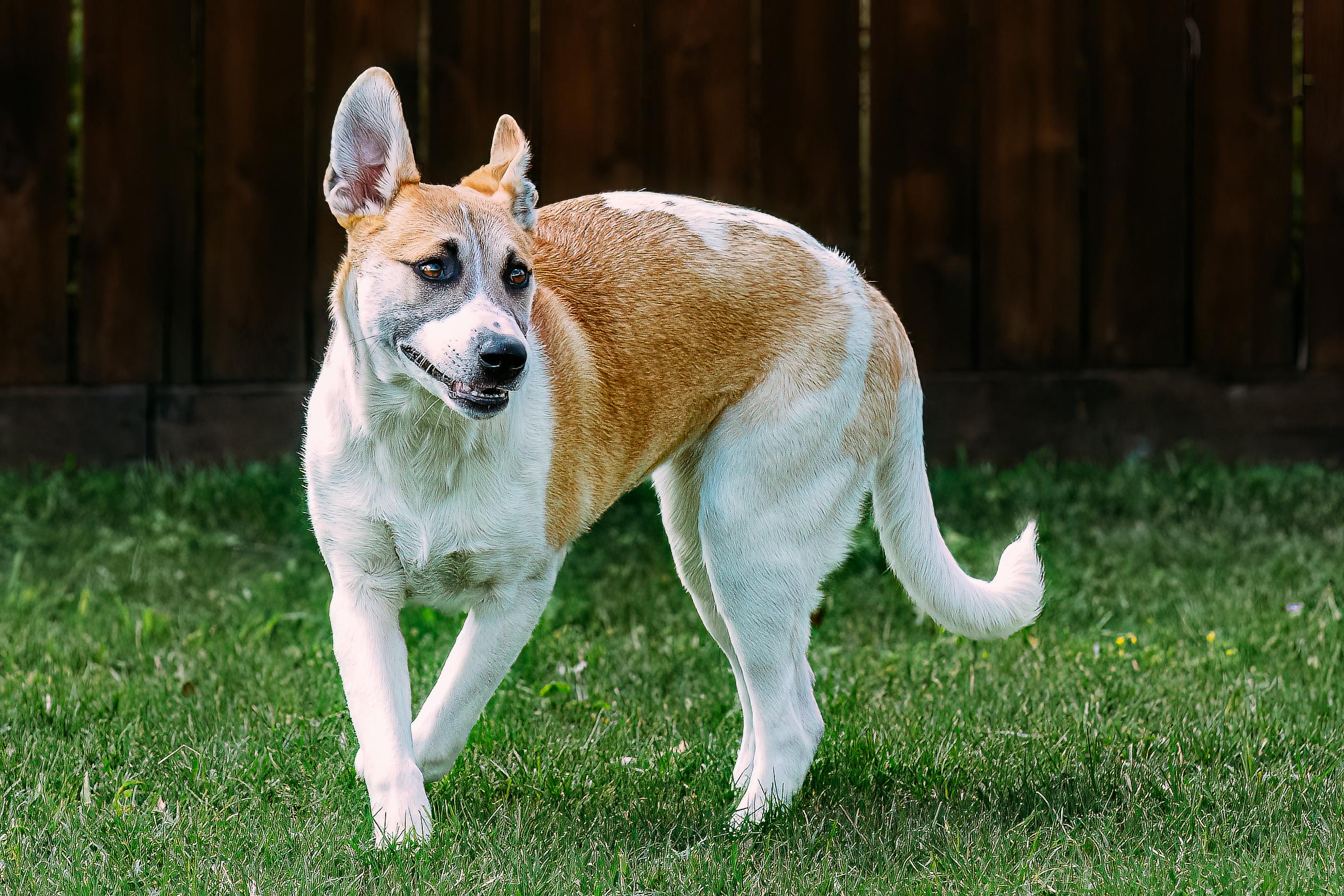 Enlarge Bingo, a Adoptable mixed breed in Seattle, WA image 6/6