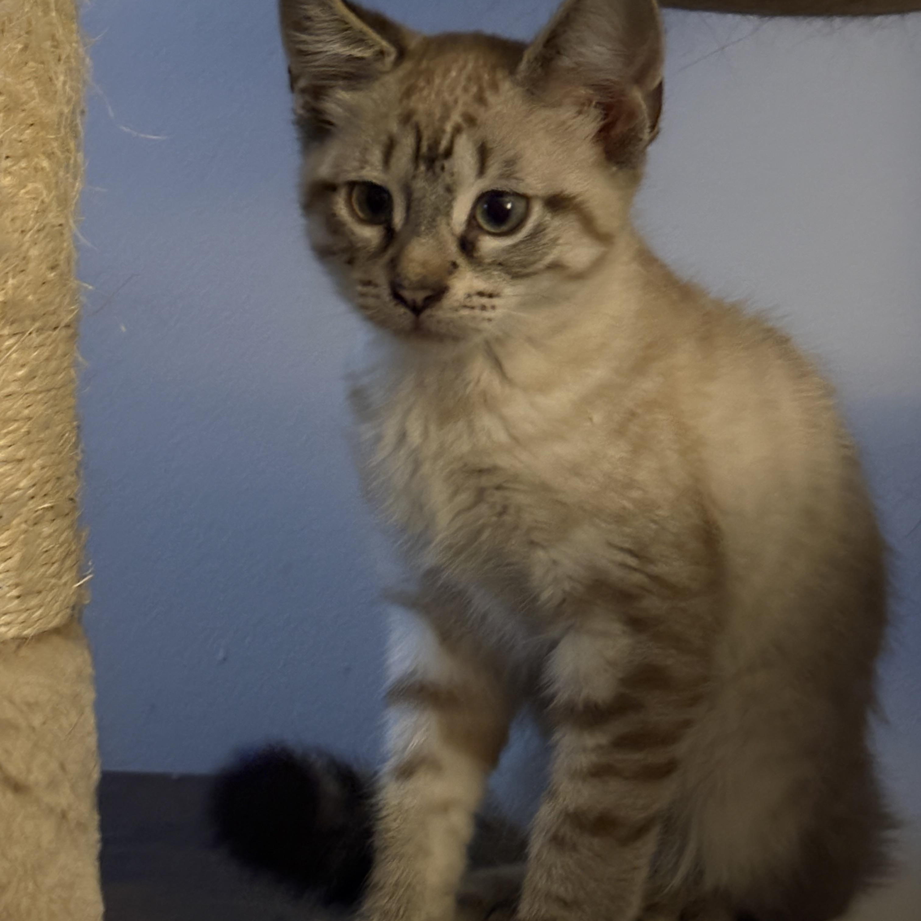 DIEGO, an adopted Domestic Short Hair in Hamilton, NJ image 2/3