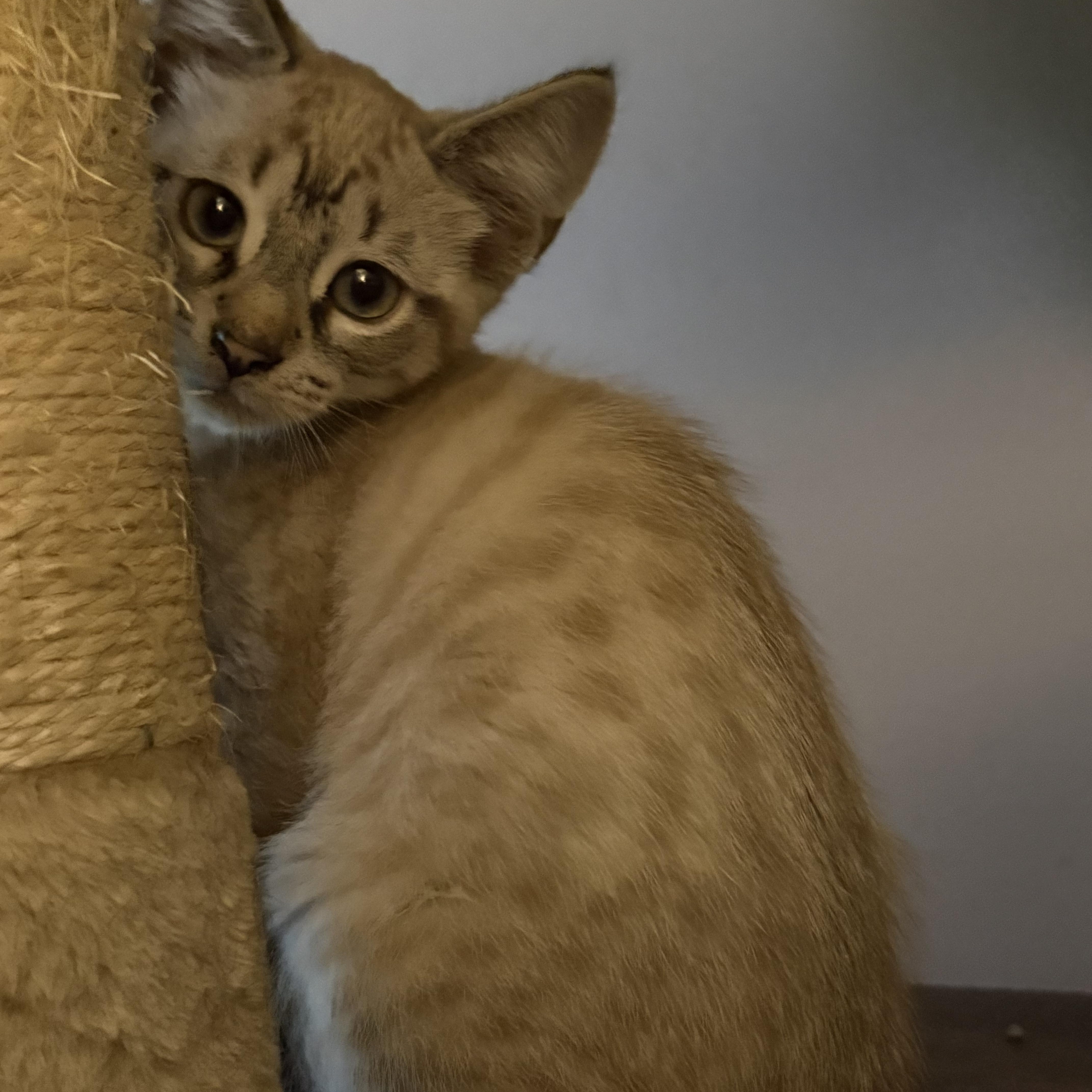 DIEGO, adopted, Kitten Male Domestic Short Hair.