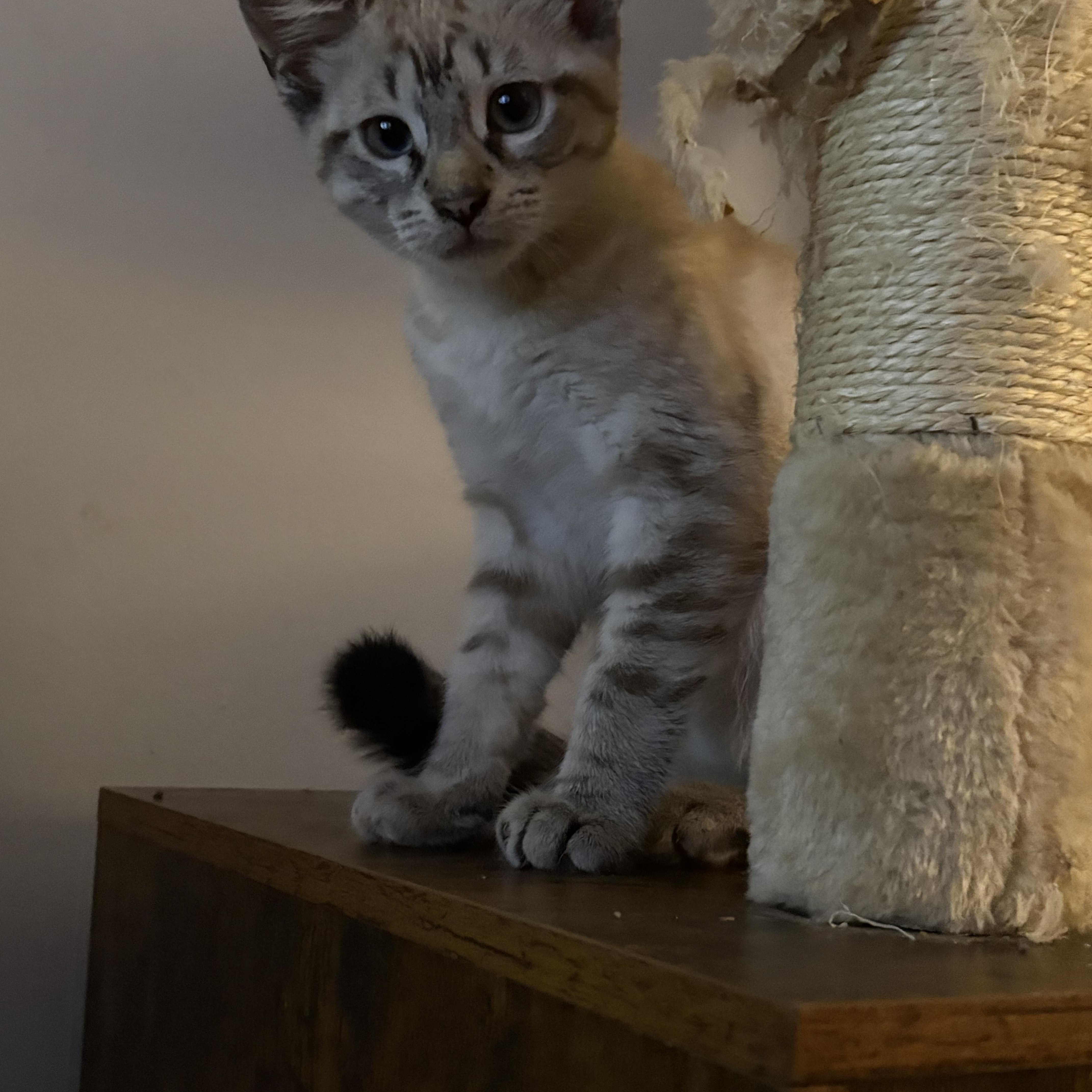 DIEGO, an adopted Domestic Short Hair in Hamilton, NJ image 3/3