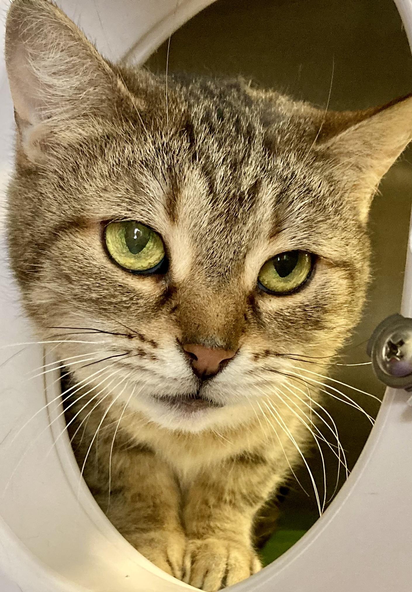 Purrsilla, ADOPTABLE, Adult Female Domestic Short Hair.