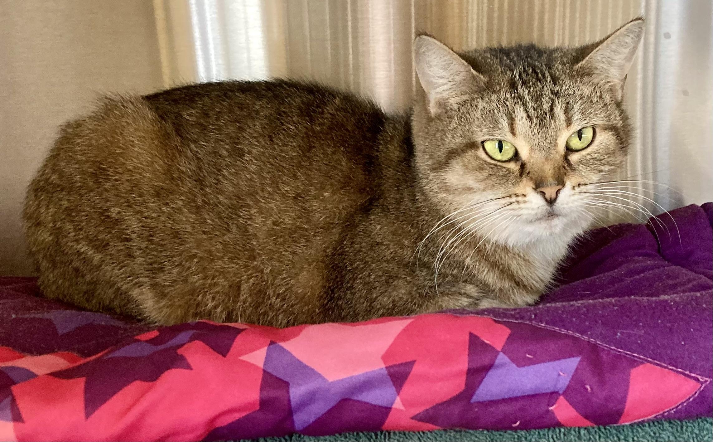 Purrsilla, ADOPTABLE, Adult Female Domestic Short Hair.