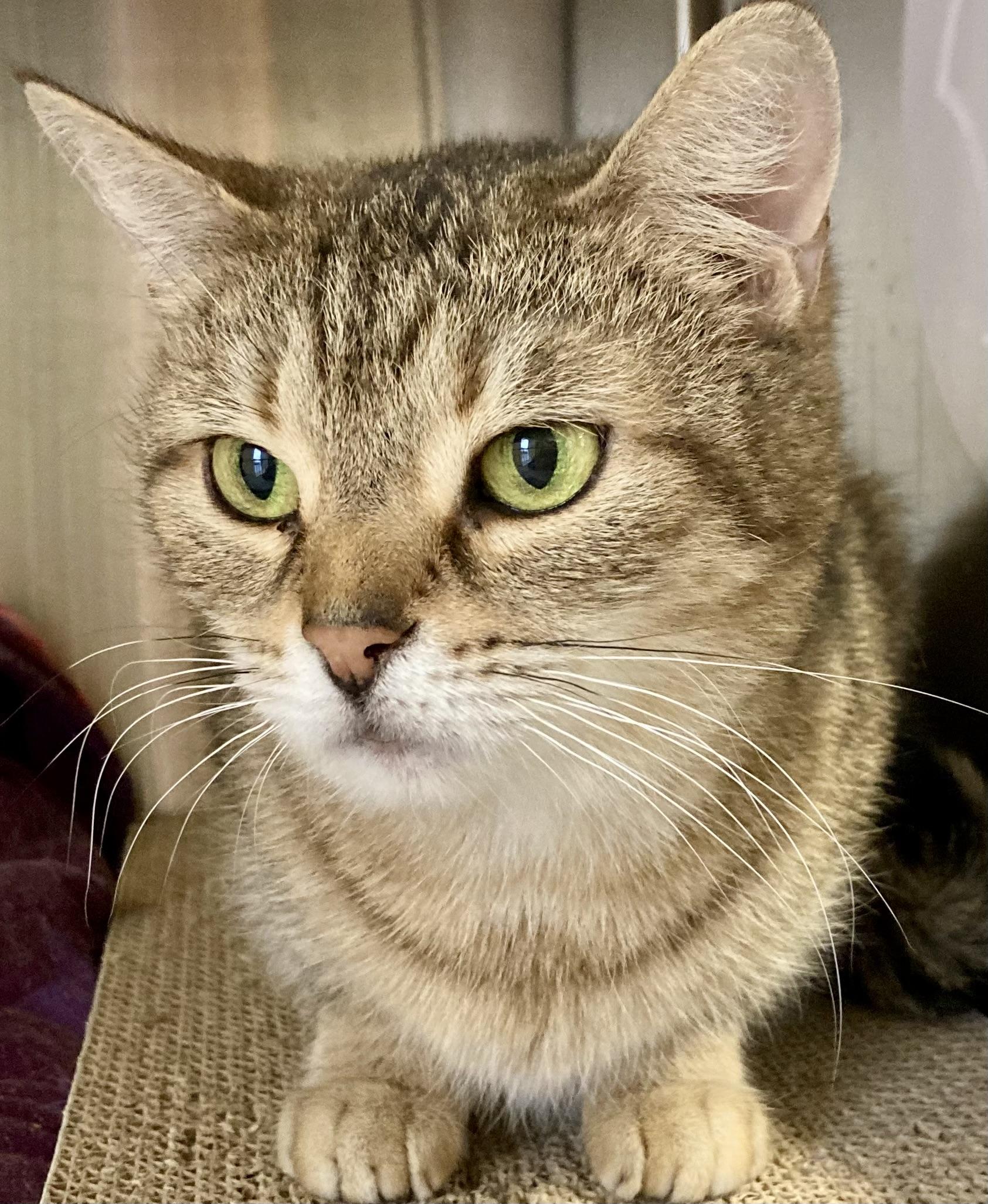 Enlarge Purrsilla, a ADOPTABLE Domestic Short Hair in Sandusky, MI image 4/6