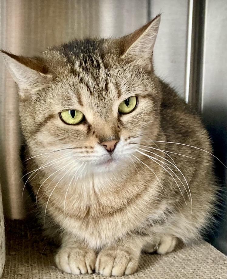 Enlarge Purrsilla, a ADOPTABLE Domestic Short Hair in Sandusky, MI image 6/6