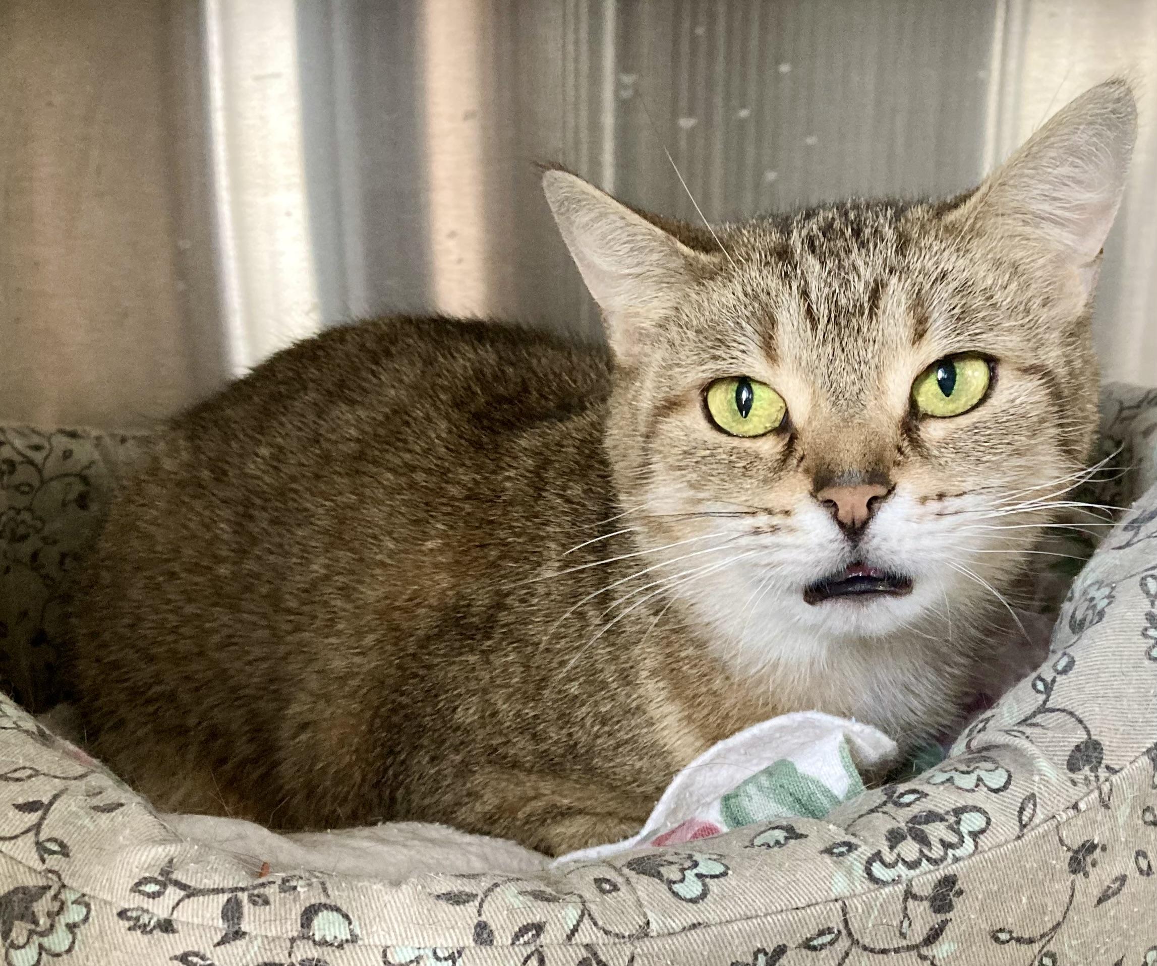 Enlarge Purrsilla, a ADOPTABLE Domestic Short Hair in Sandusky, MI image 2/6