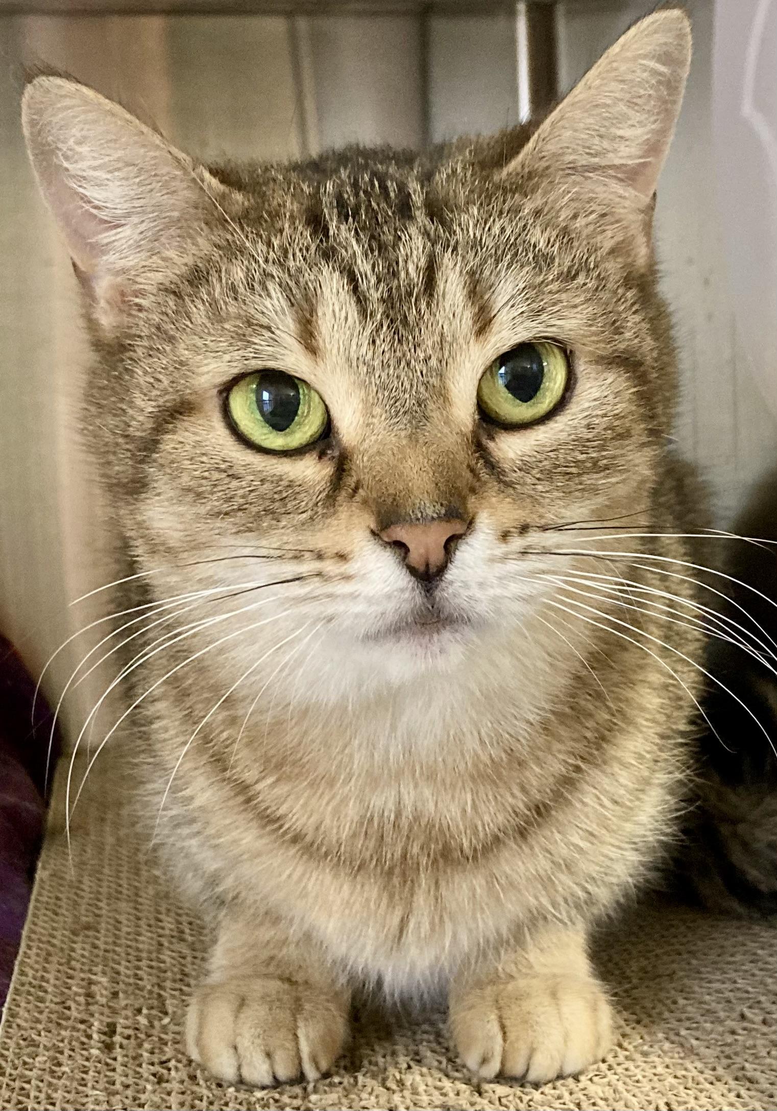 Enlarge Purrsilla, a ADOPTABLE Domestic Short Hair in Sandusky, MI image 1/6