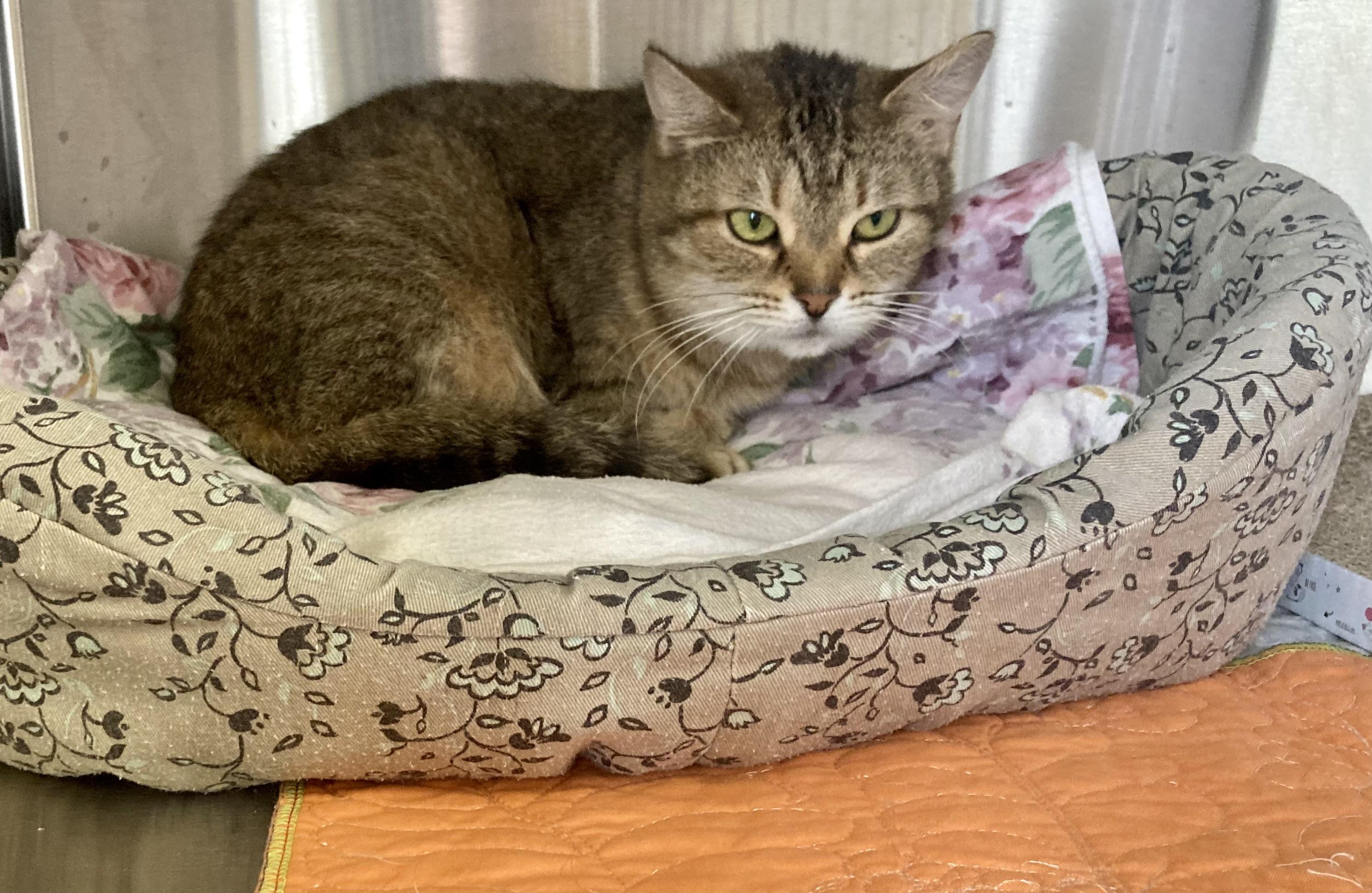 Enlarge Purrsilla, a ADOPTABLE Domestic Short Hair in Sandusky, MI image 6/6