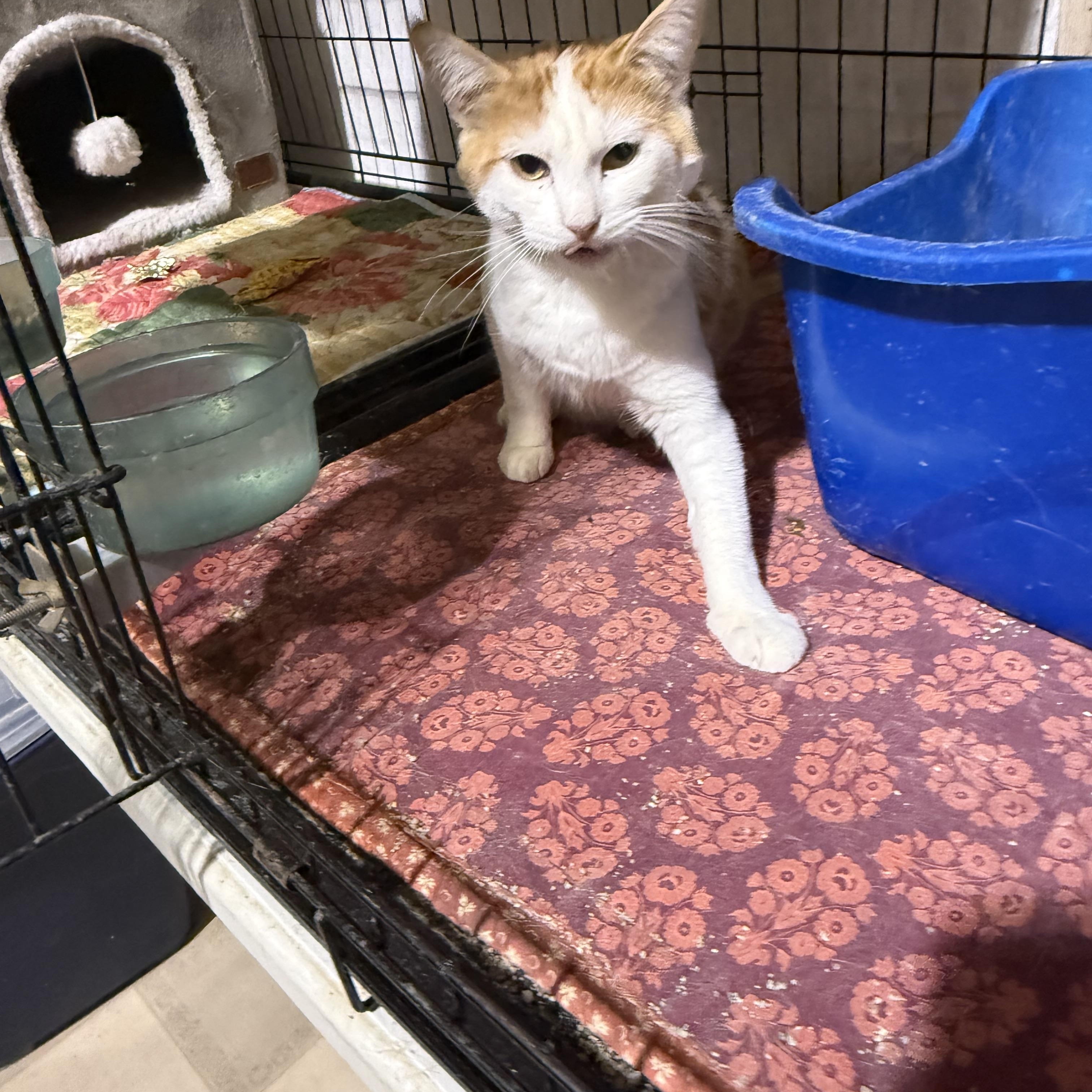 JEFFREY CHAUCER, a ADOPTABLE Domestic Short Hair in Lake Ozark, MO image 2/3