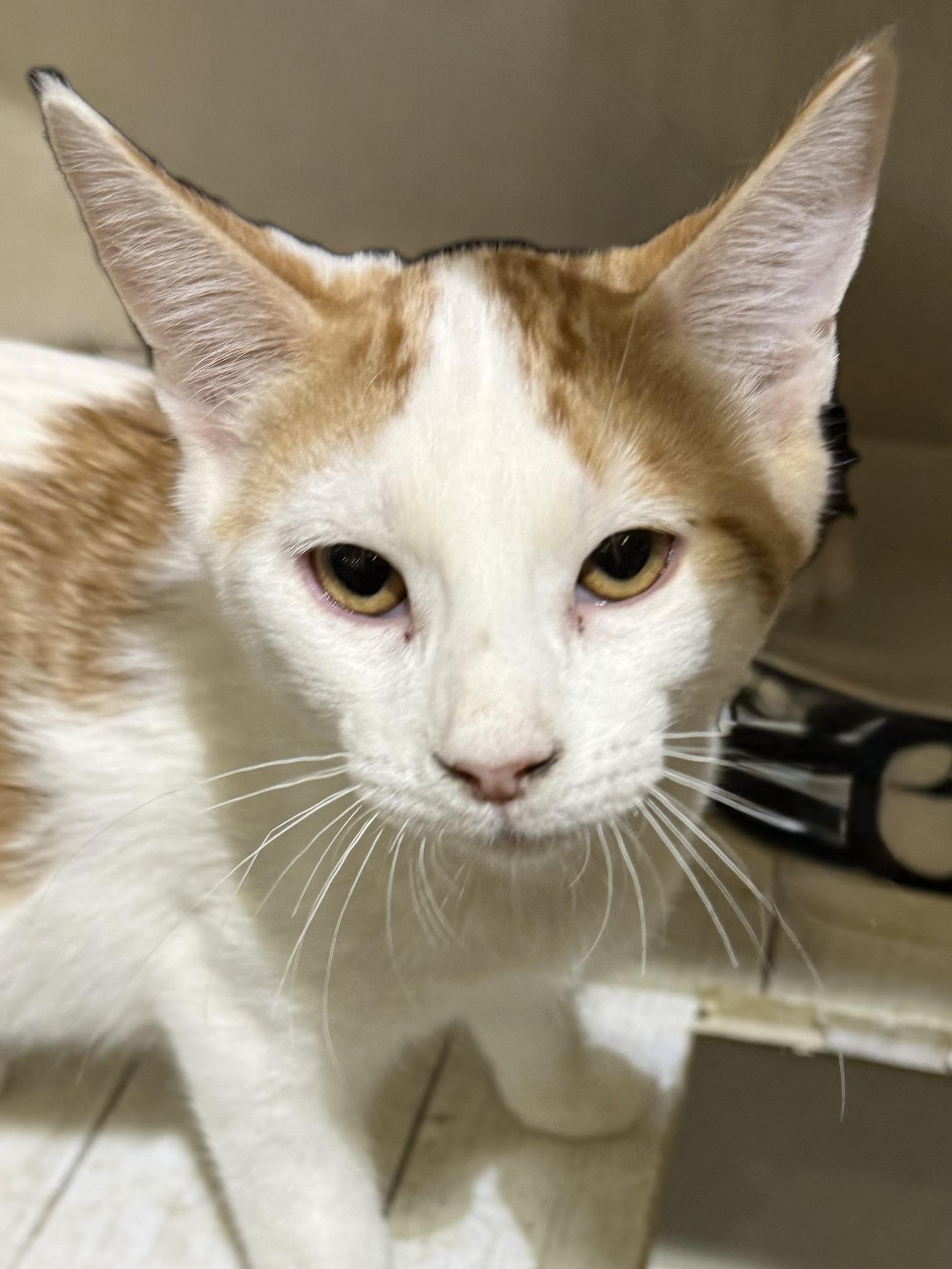 JEFFREY CHAUCER, a ADOPTABLE Domestic Short Hair in Lake Ozark, MO image 3/3