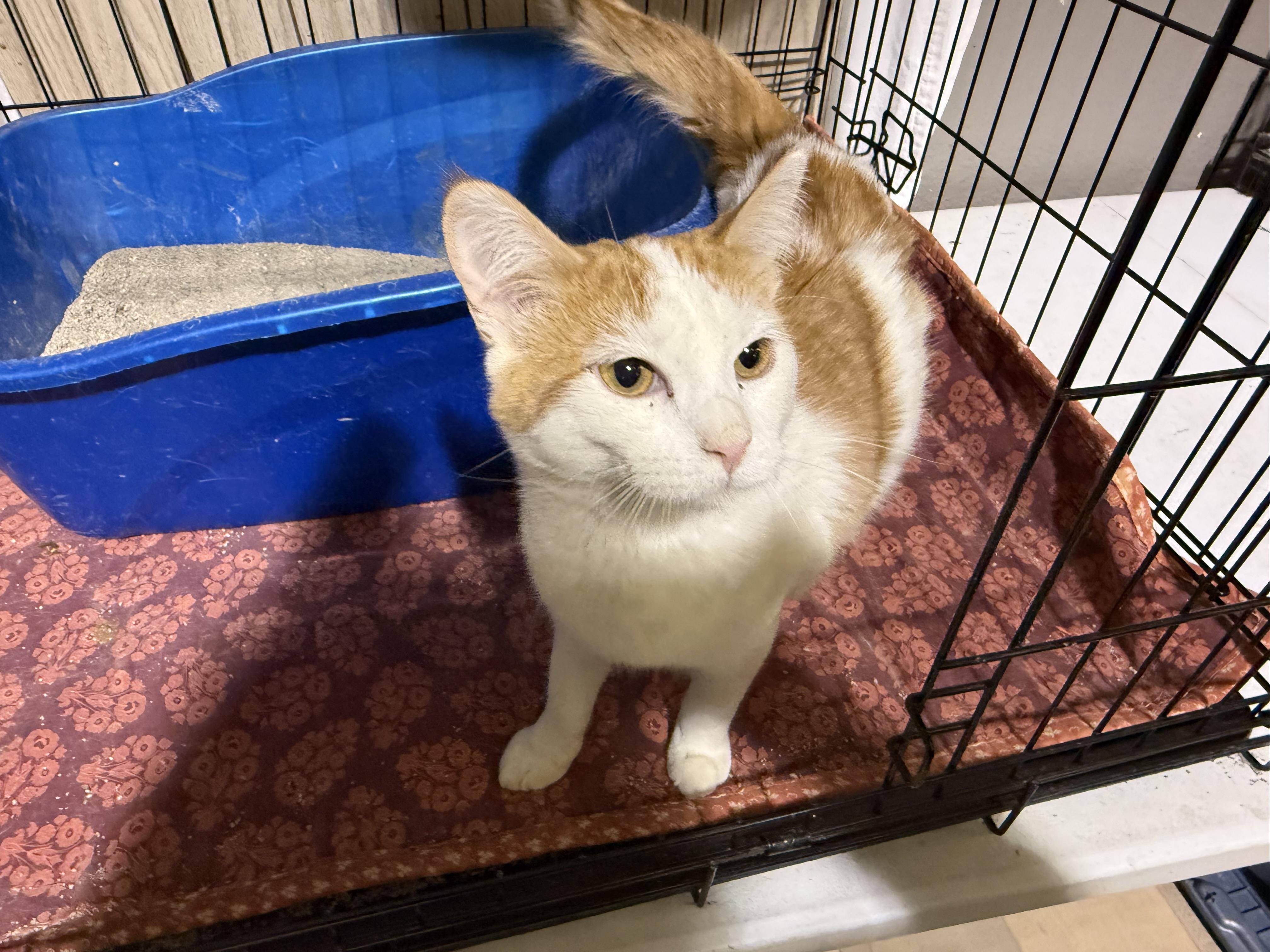 JEFFREY CHAUCER, a ADOPTABLE Domestic Short Hair in Lake Ozark, MO image 1/3