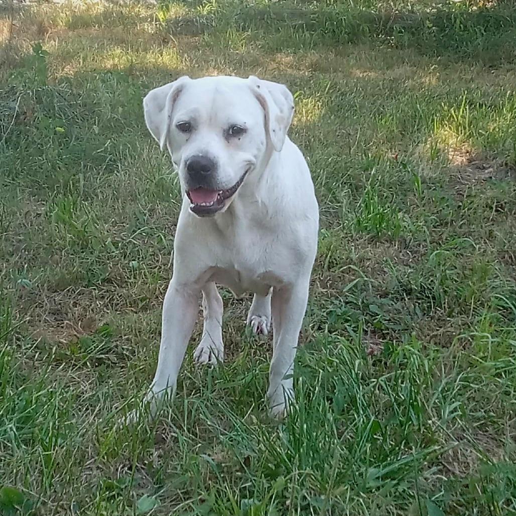 Enlarge Angel, a Adoptable Labrador Retriever in Springfield, MO image 1/6