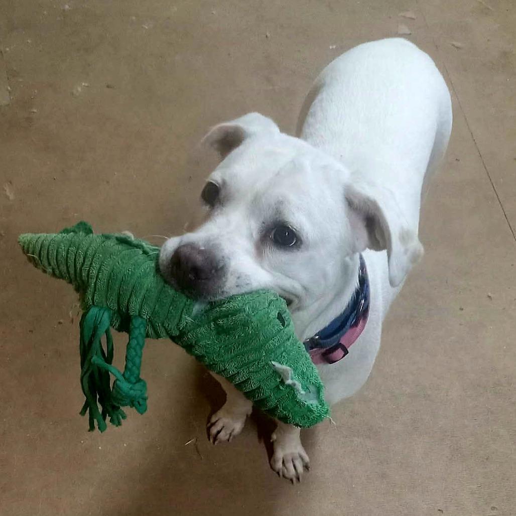 Enlarge Angel, a Adoptable Labrador Retriever in Springfield, MO image 2/6