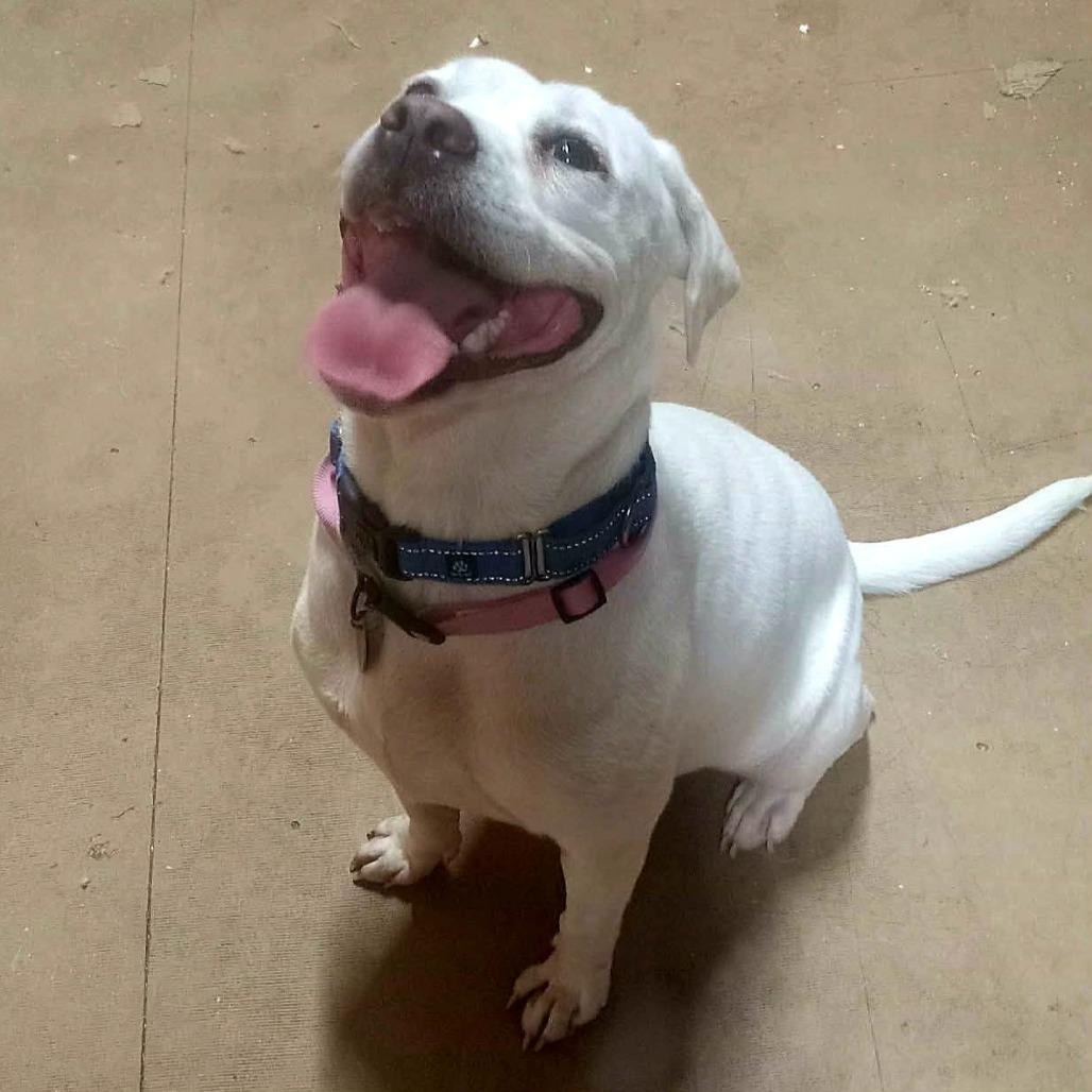 Enlarge Angel, a Adoptable Labrador Retriever in Springfield, MO image 3/6